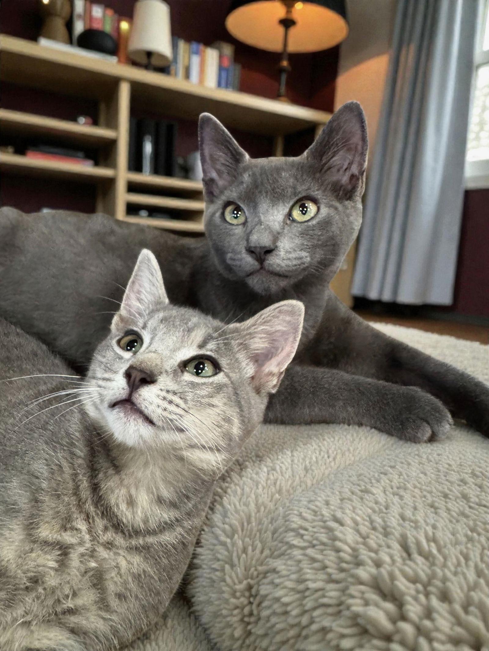 Enlarge Roma, a Adoptable Domestic Short Hair in Boynton Beach, FL image 1/1