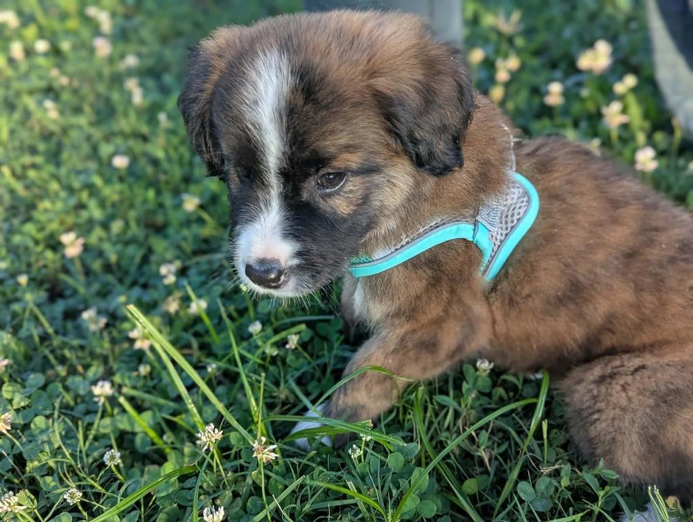 Anda #5261, a Adoptable mixed breed in Nashville, TN image 2/3