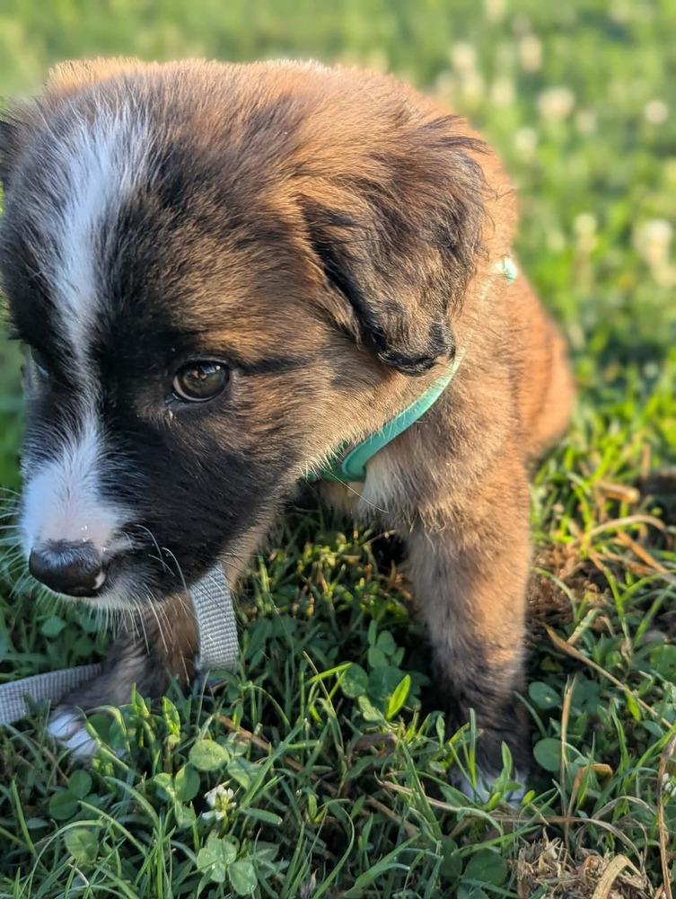 Anda #5261, a Adoptable mixed breed in Nashville, TN image 3/3