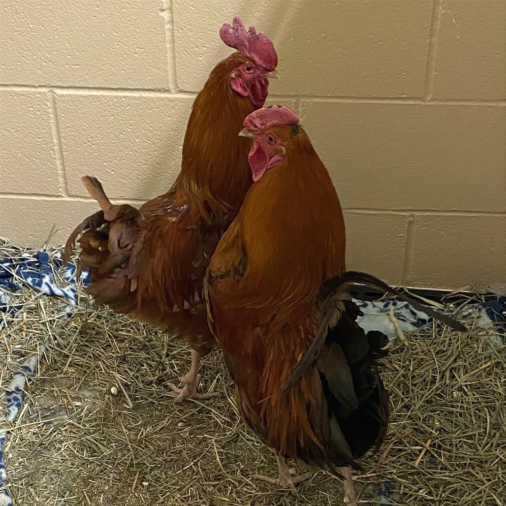 Rock, a Adoptable Chicken in Cheyenne, WY image 1/2