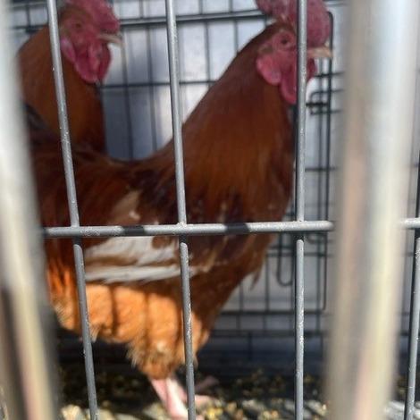 Rock, a Adoptable Chicken in Cheyenne, WY image 2/2