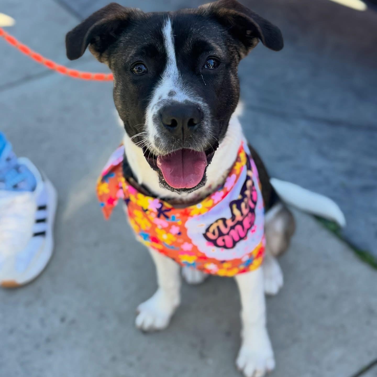Enlarge Darla-ADOPT Me!!, a ADOPTABLE mixed breed in Redondo Beach, CA image 4/5
