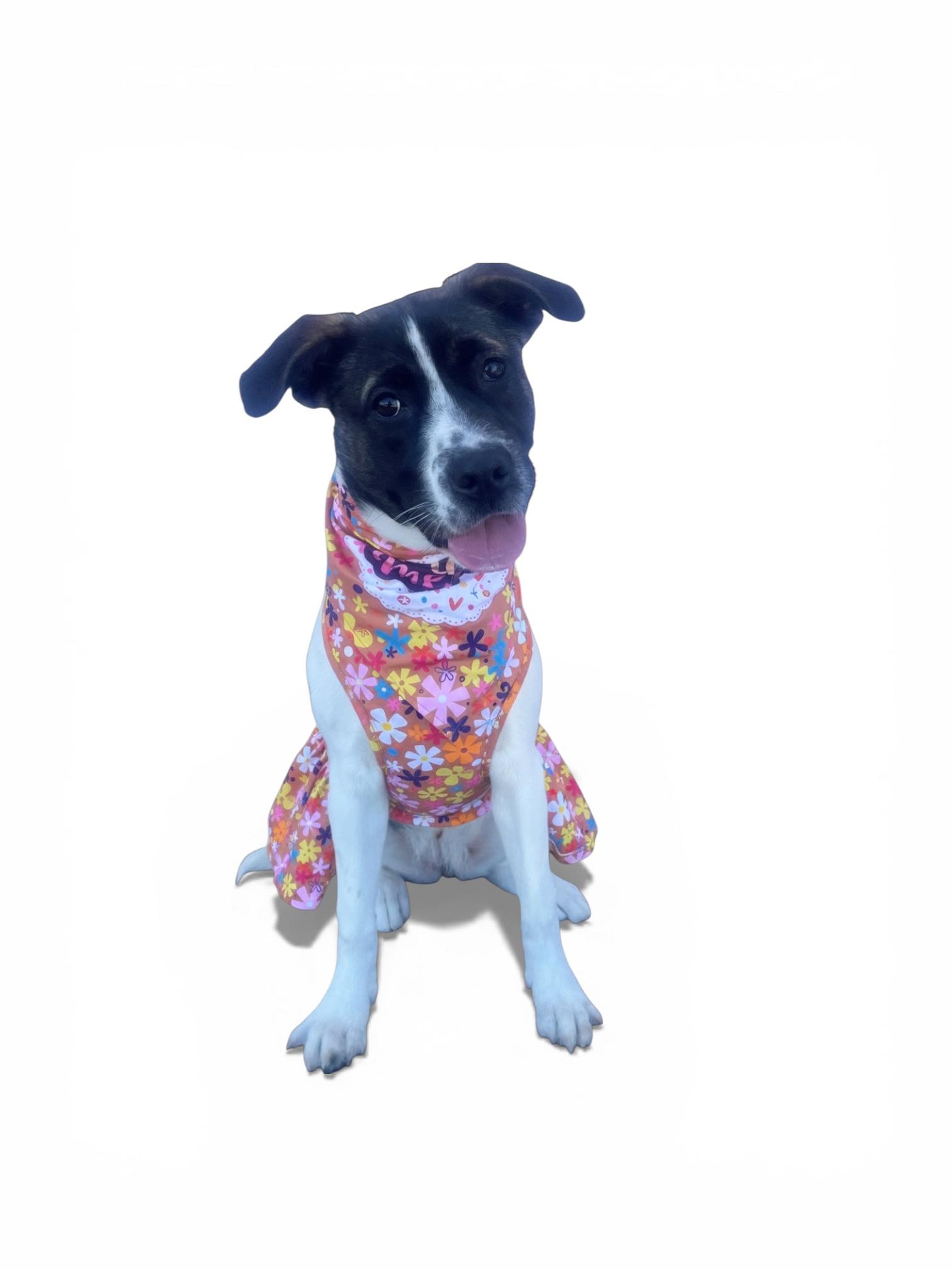 Enlarge Darla-ADOPT Me!!, a ADOPTABLE mixed breed in Redondo Beach, CA image 2/5