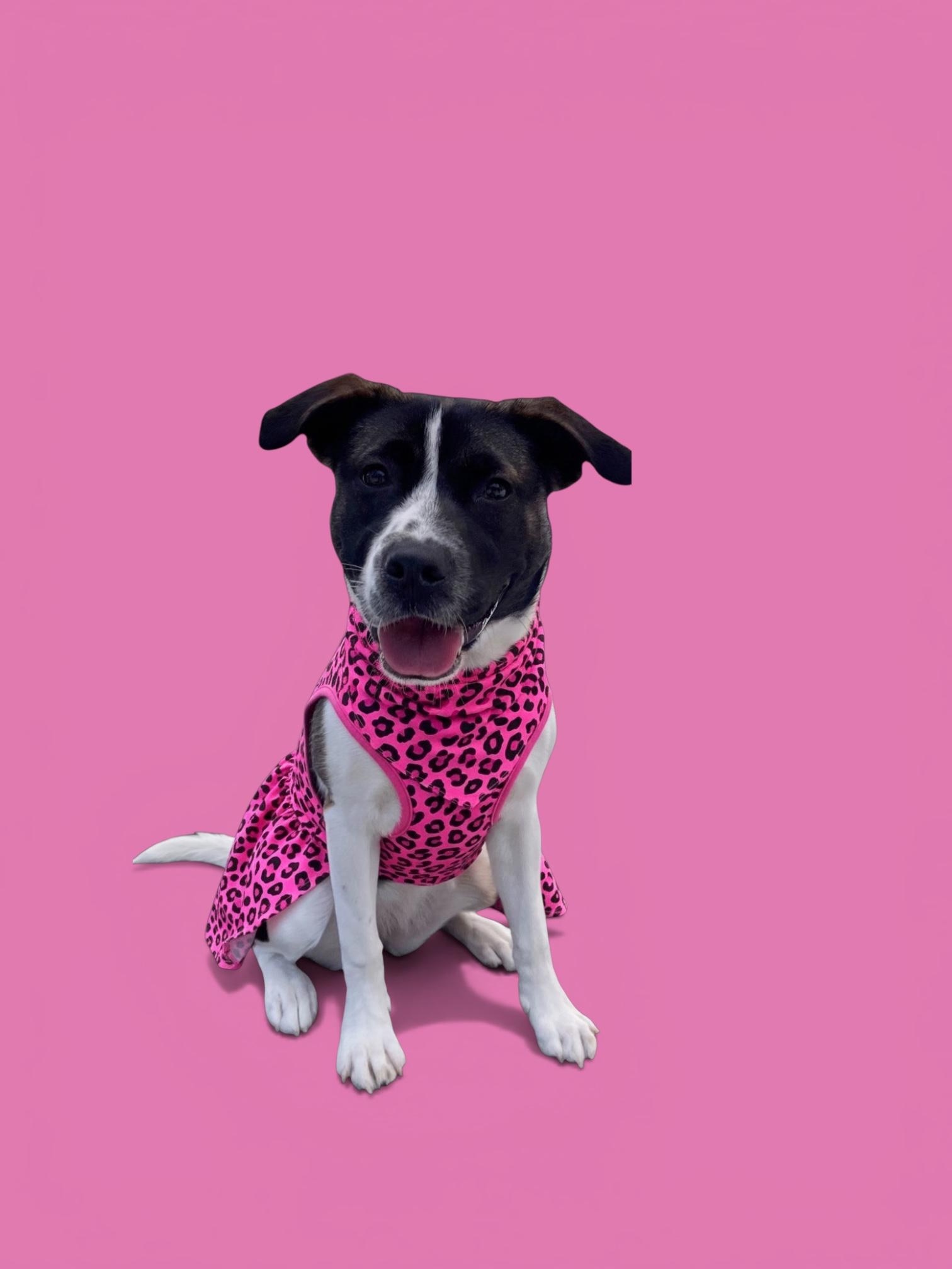 Enlarge Darla-ADOPT Me!!, a ADOPTABLE mixed breed in Redondo Beach, CA image 5/5