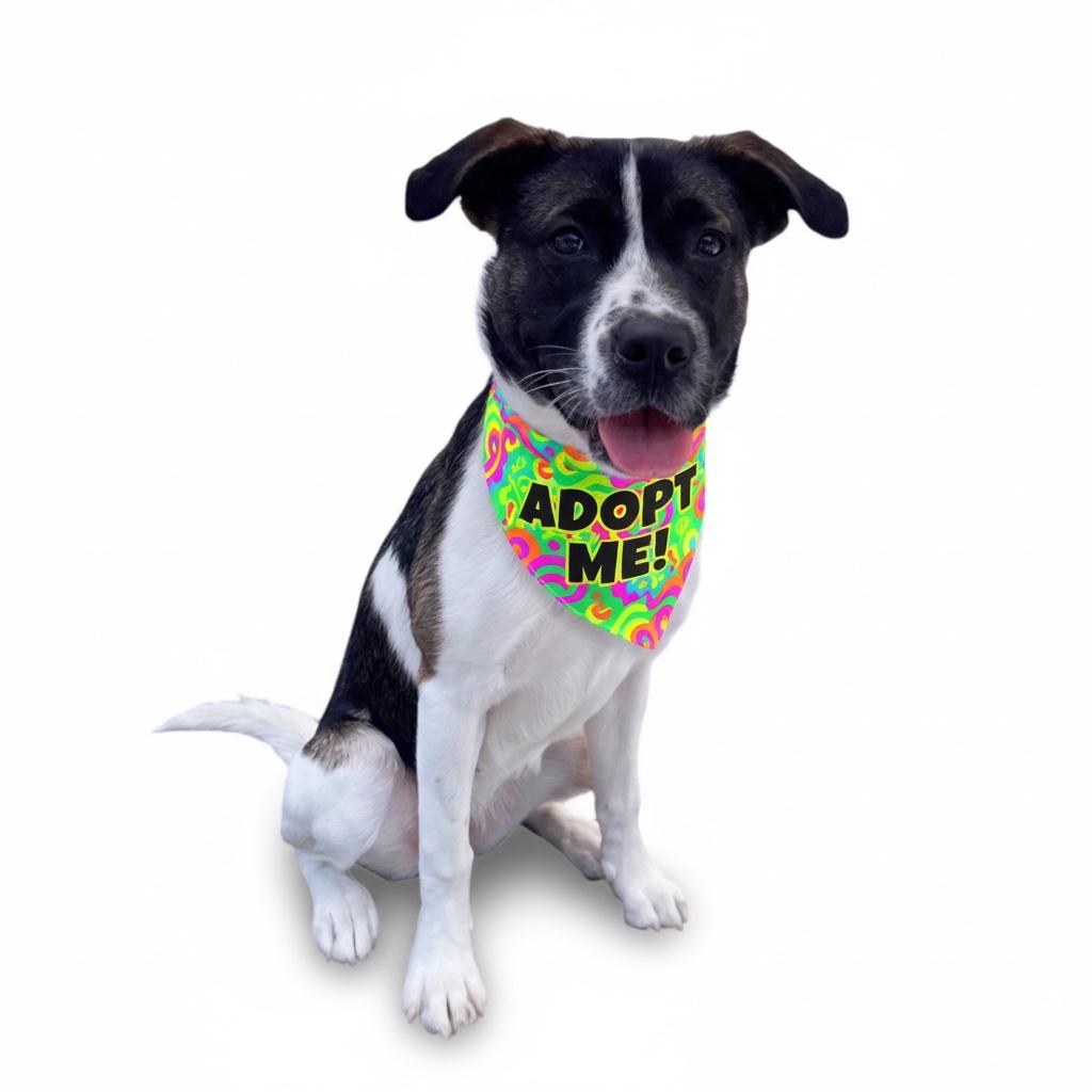Enlarge Darla-ADOPT Me!!, a ADOPTABLE mixed breed in Redondo Beach, CA image 1/5