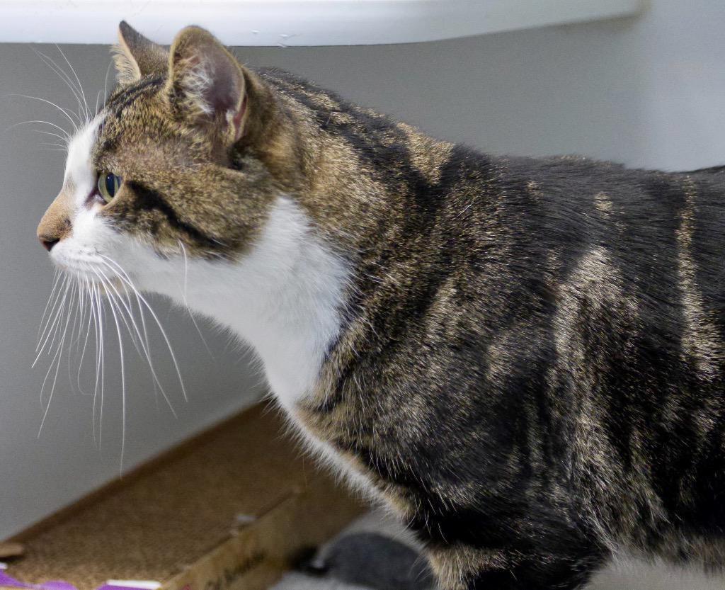 Malley, Adoptable, Senior Male Domestic Short Hair.