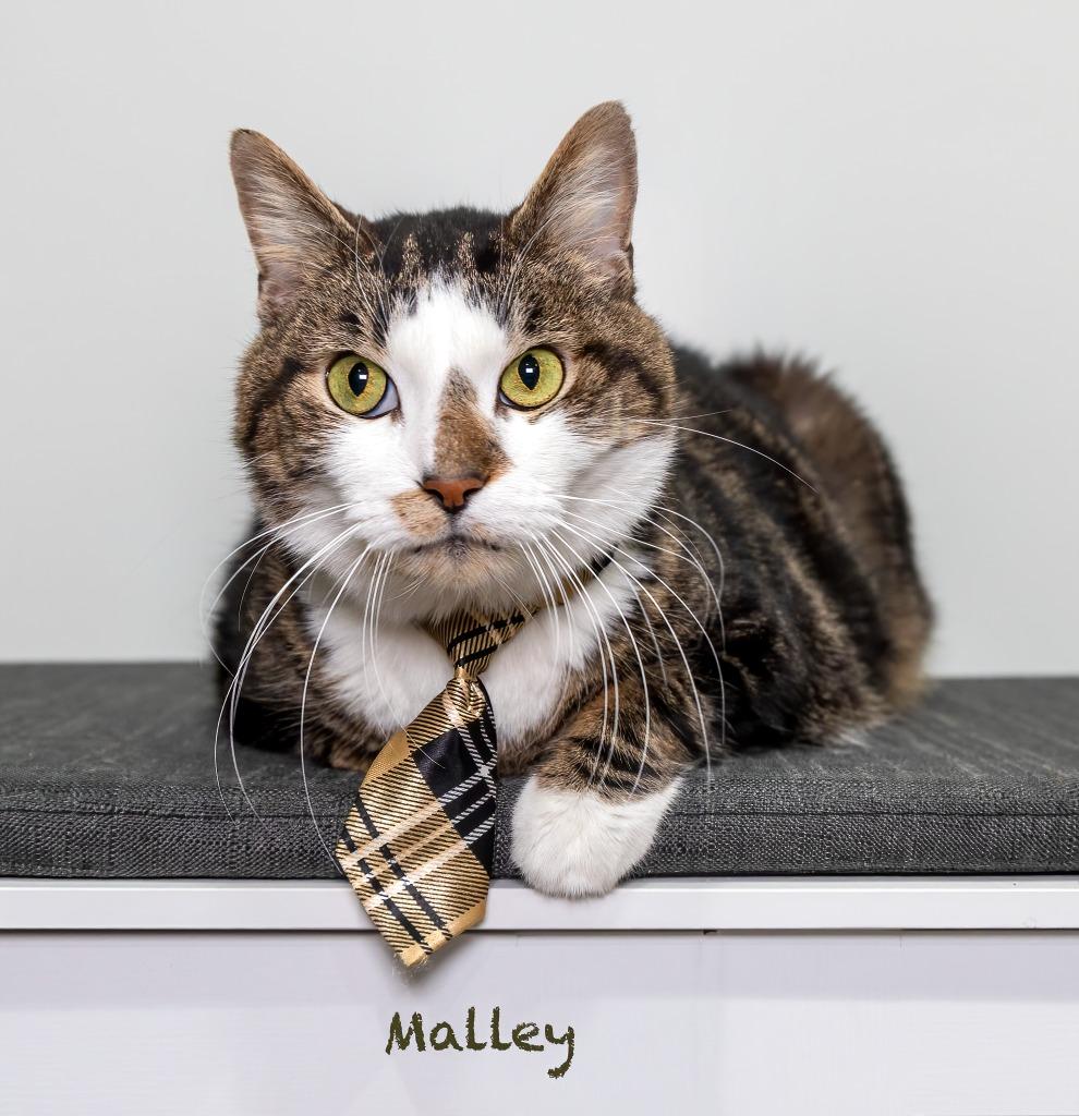 Enlarge Malley, a Adoptable mixed breed in Hot Springs Village, AR image 2/3