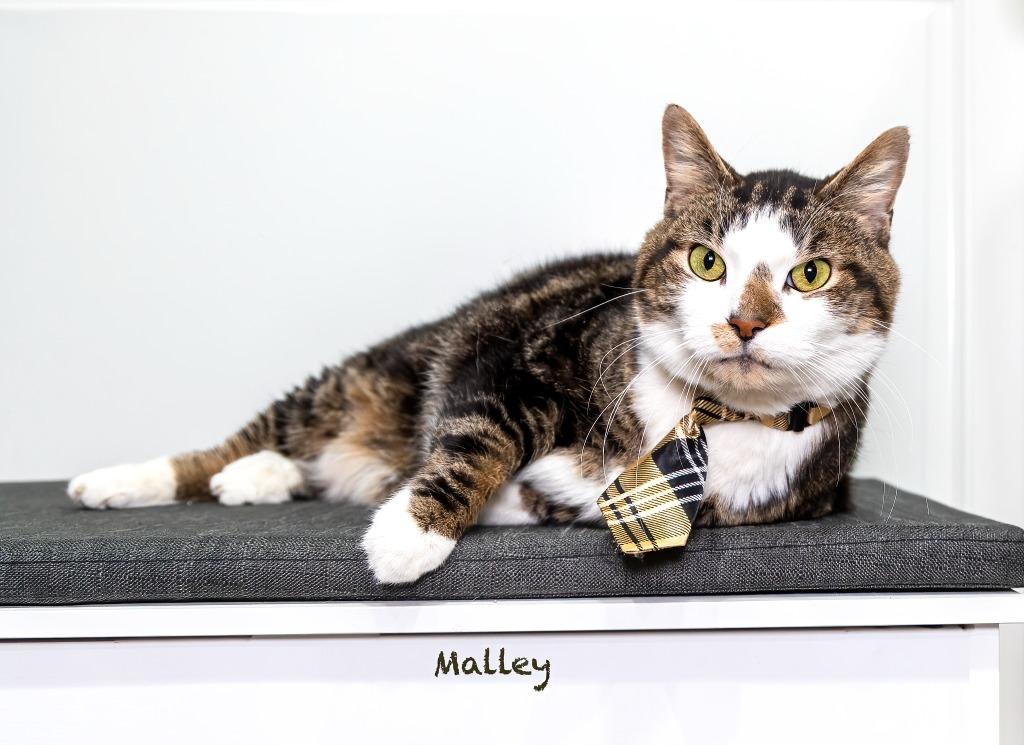 Enlarge Malley, a Adoptable mixed breed in Hot Springs Village, AR image 3/3