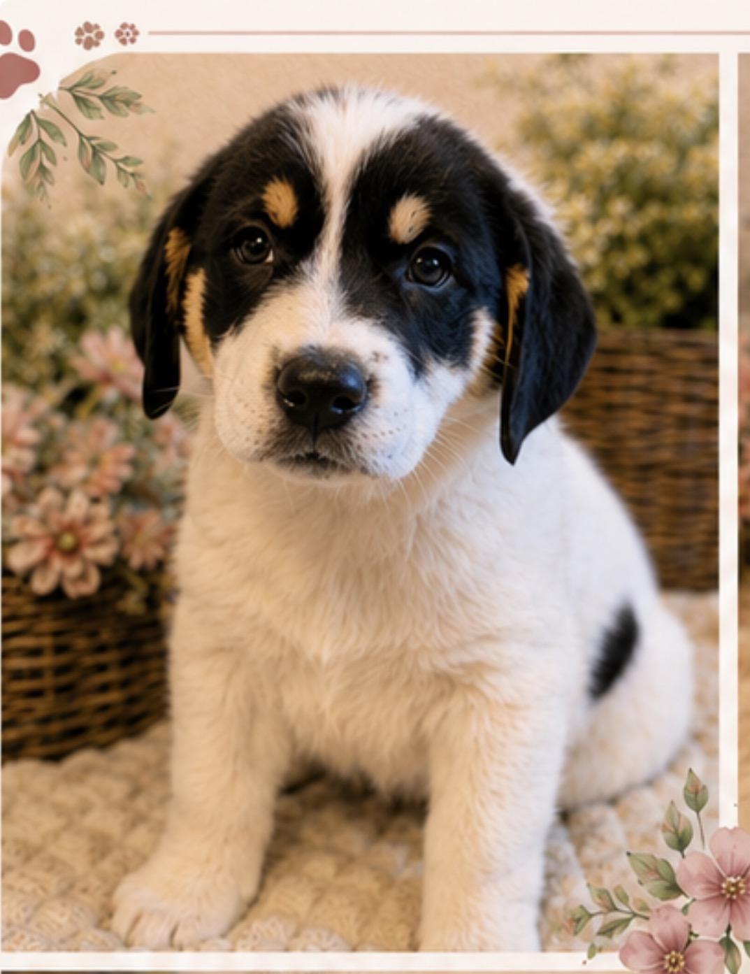 Enlarge Willow, an adoption pending mixed breed in Chickamauga, GA image 6/6
