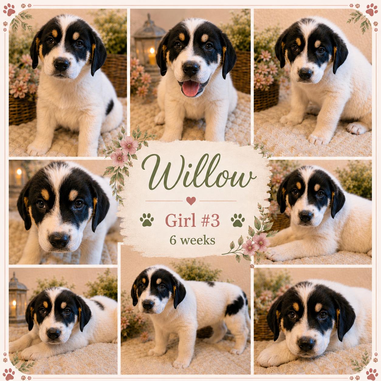 Enlarge Willow, an adoption pending mixed breed in Chickamauga, GA image 2/6