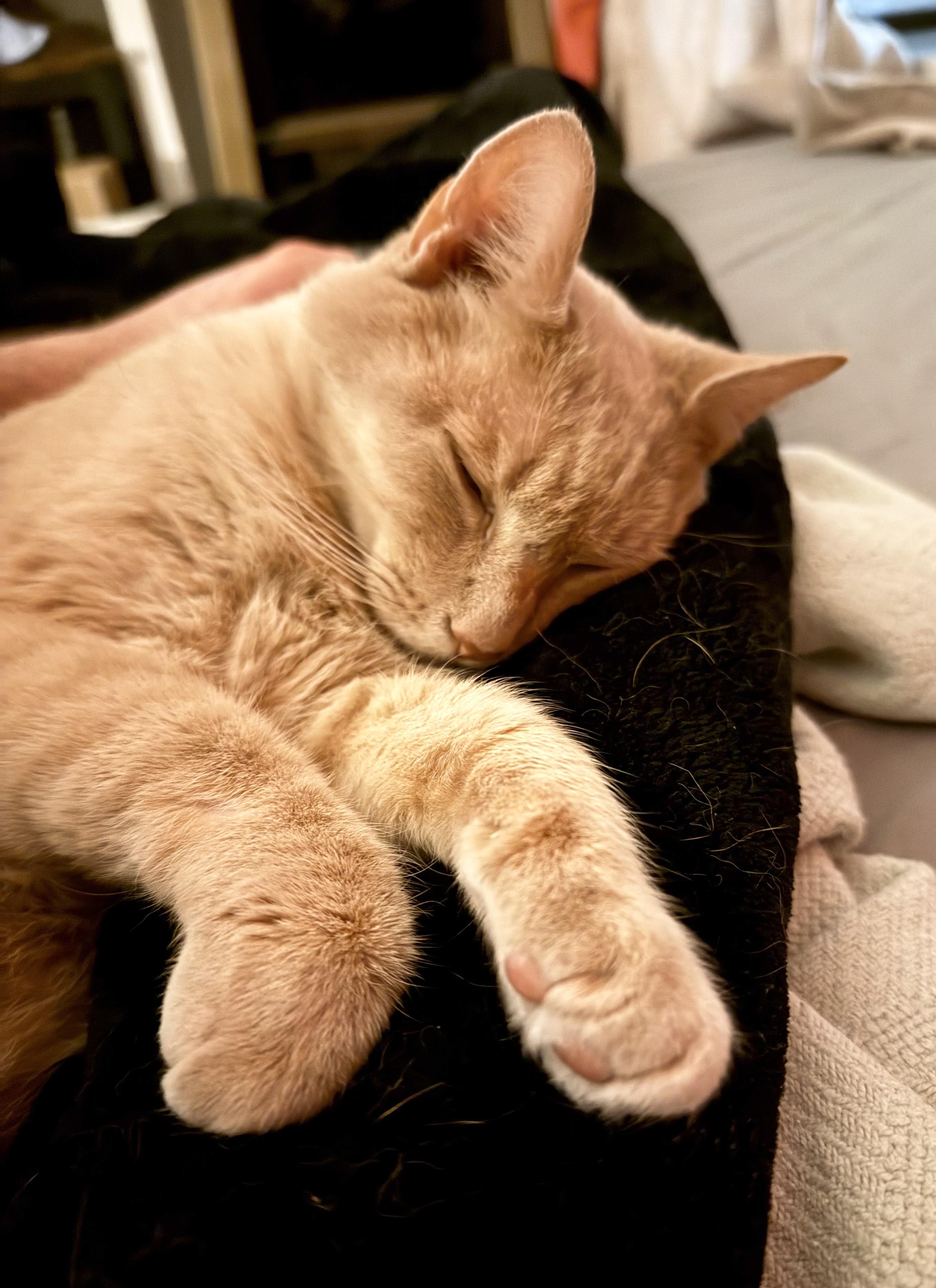 Enlarge Arthur, a Adoptable Domestic Short Hair in New York, NY image 5/6