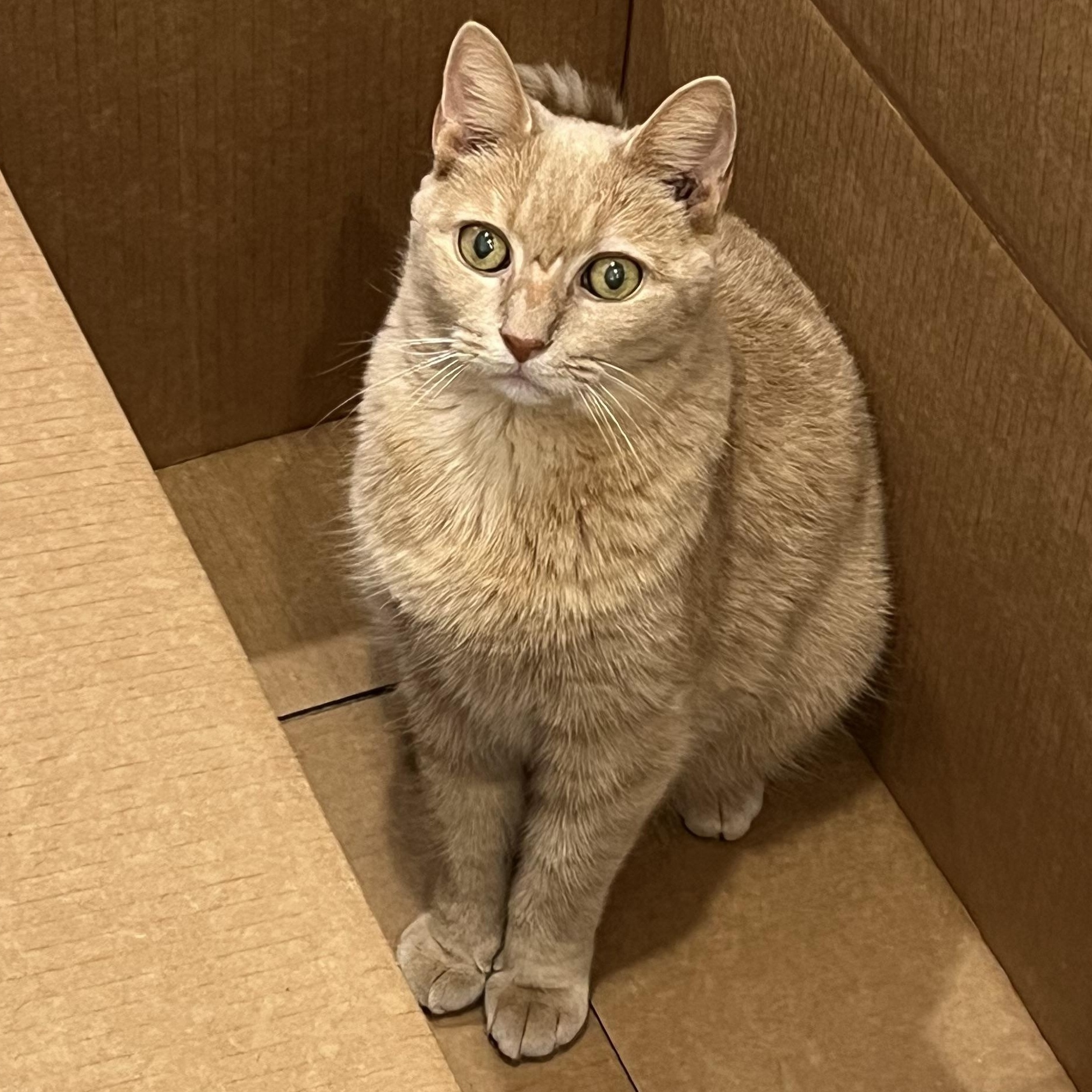 Enlarge Arthur, a Adoptable Domestic Short Hair in New York, NY image 4/6