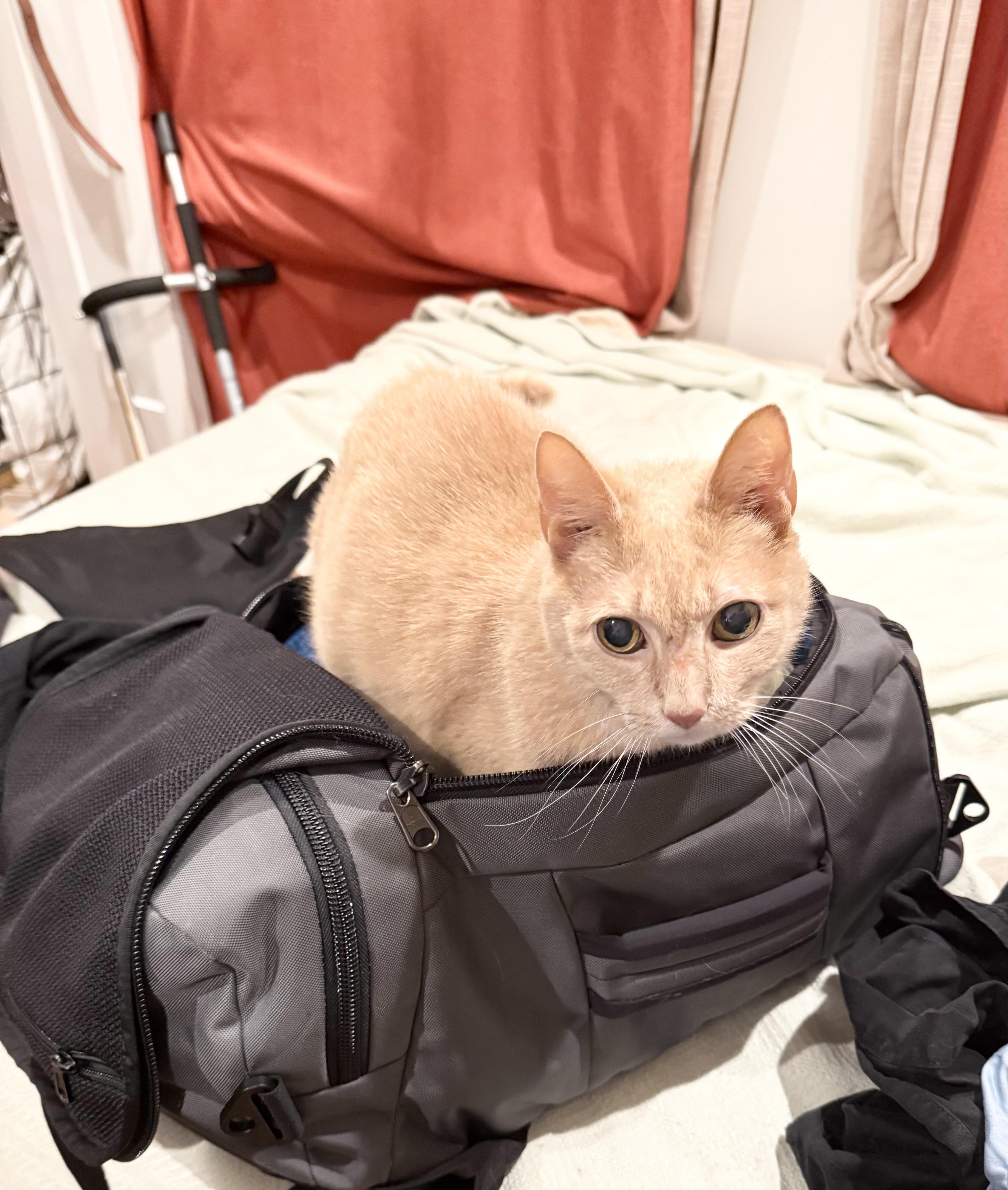 Enlarge Arthur, a Adoptable Domestic Short Hair in New York, NY image 3/6