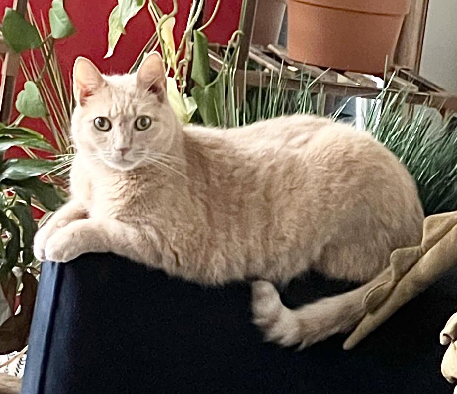 Arthur, Adoptable, Adult Male Domestic Short Hair.