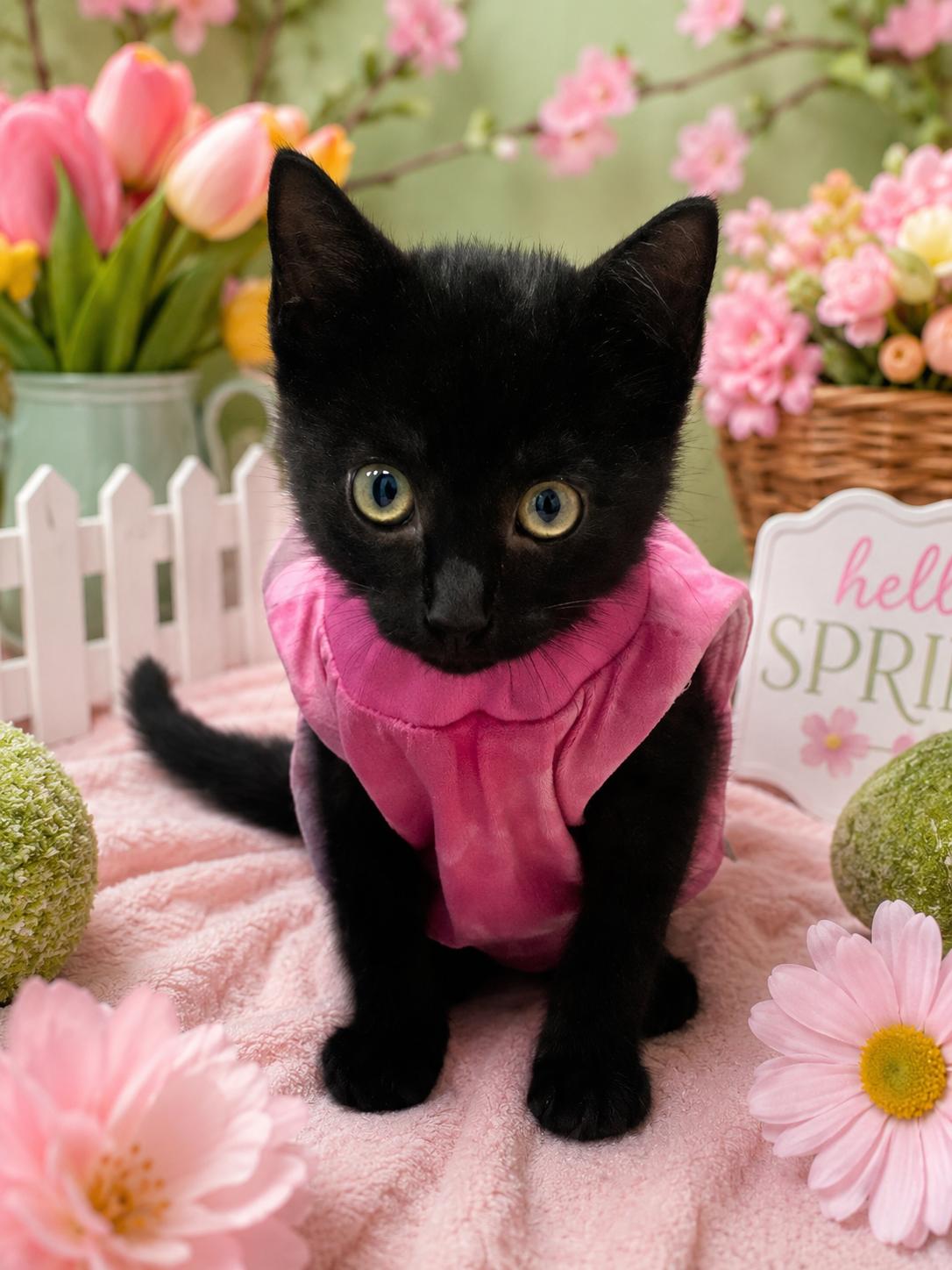 Jaycee, adopted, Young Female Domestic Short Hair.