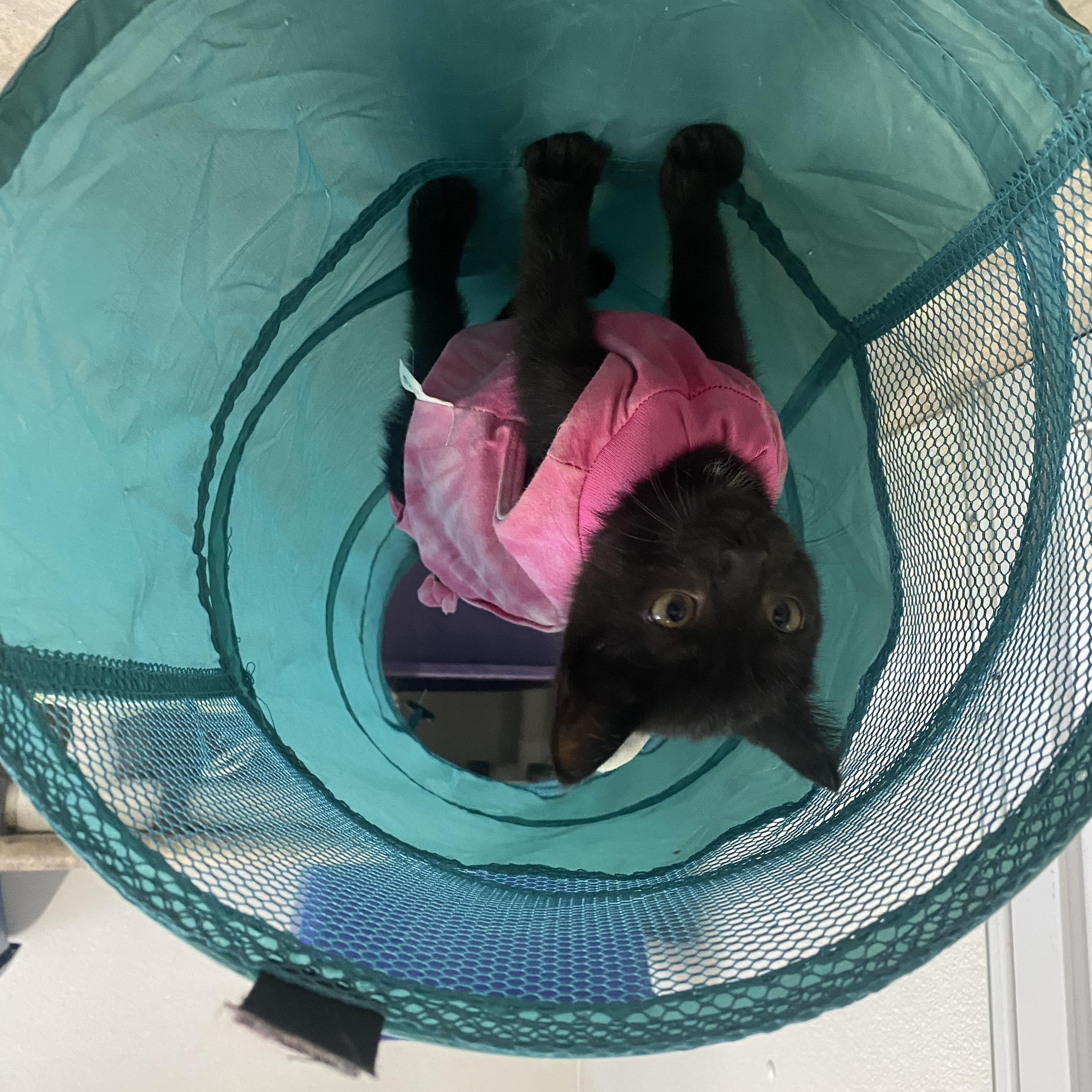 Jaycee, an adopted Domestic Short Hair in Belleville, MI image 2/3