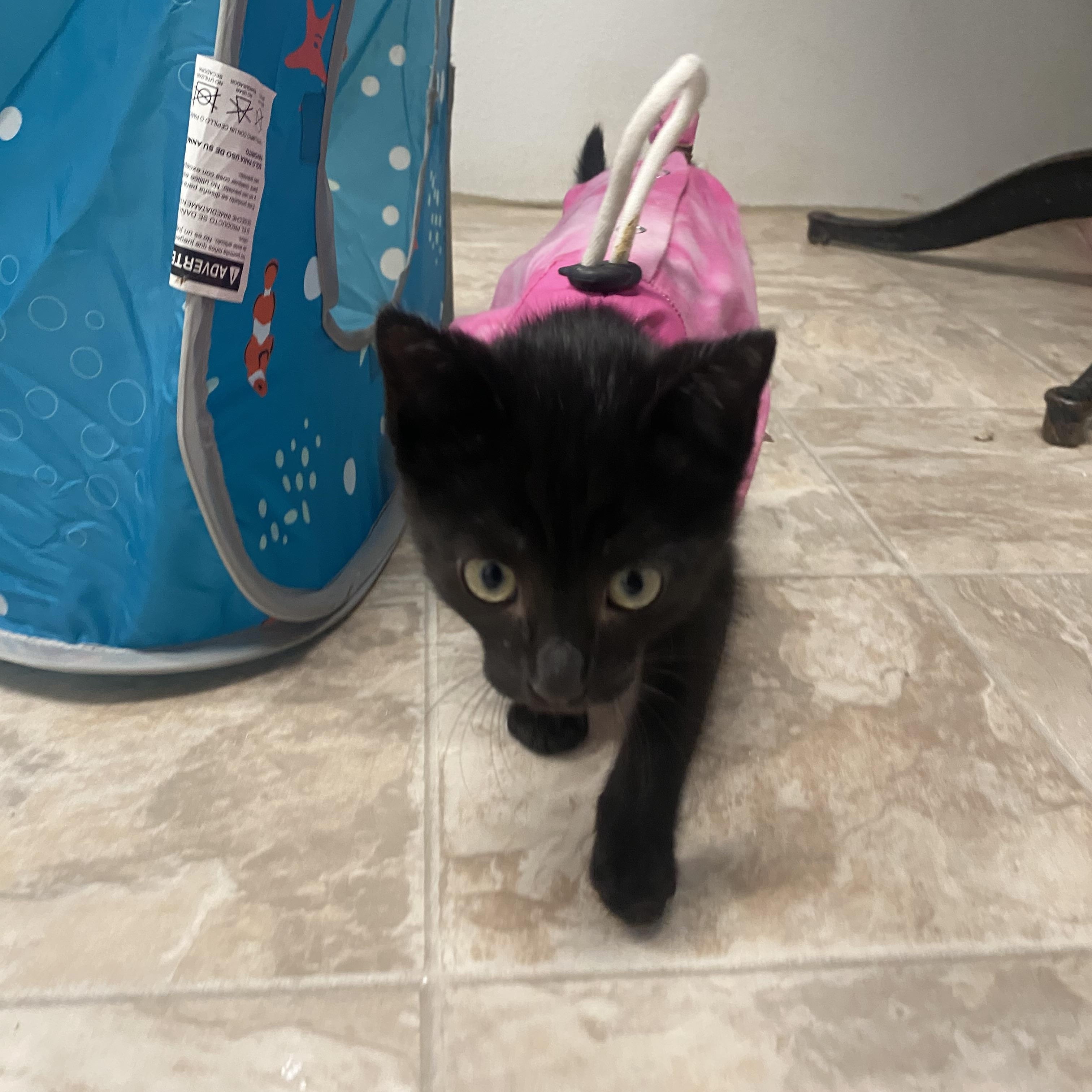 Jaycee, an adopted Domestic Short Hair in Belleville, MI image 3/3