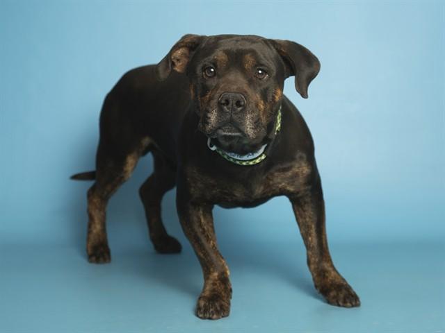 ZEUS, Adoptable, Young Male Pit Bull Terrier.