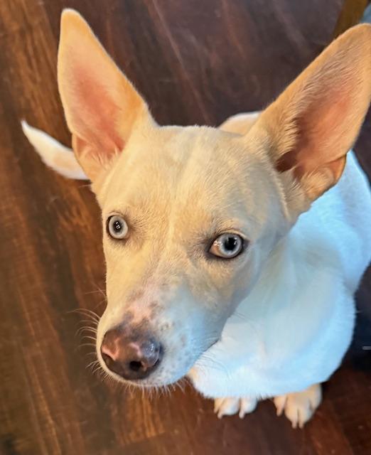 Butterbean thumbnail 4