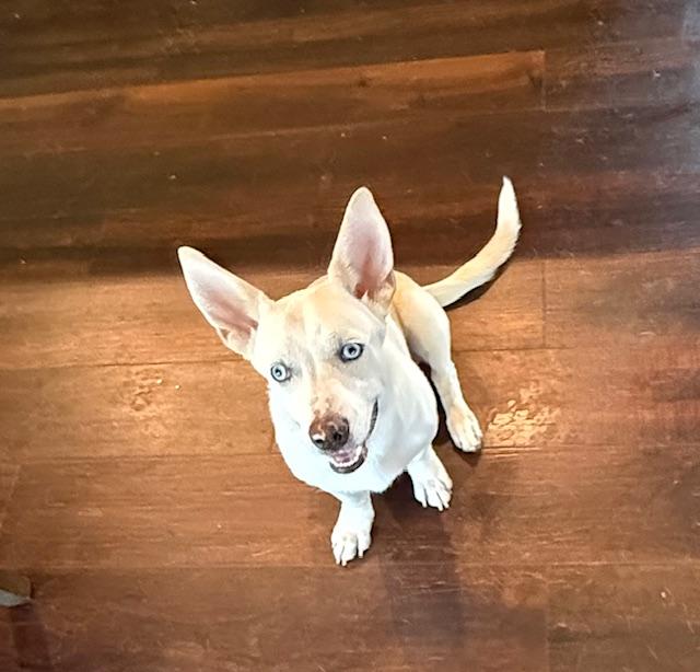 Butterbean thumbnail 5