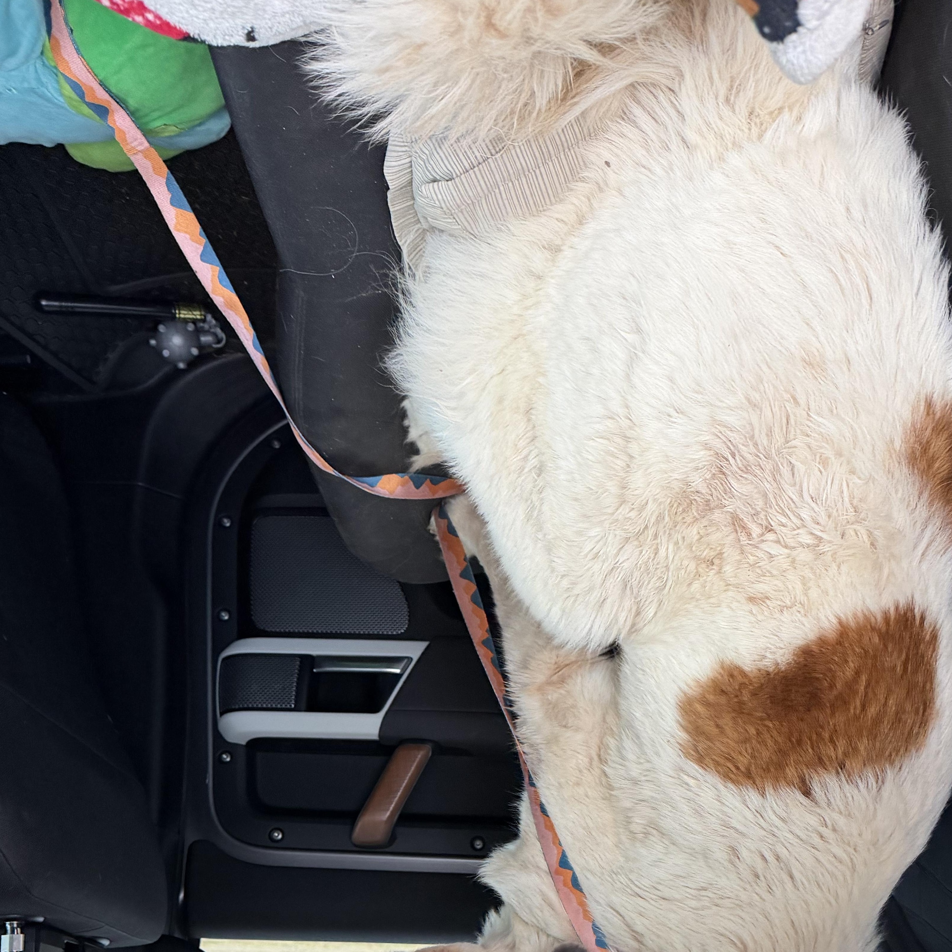 Enlarge Sophie, a Adoptable Saint Bernard in Magnolia, TX image 2/2