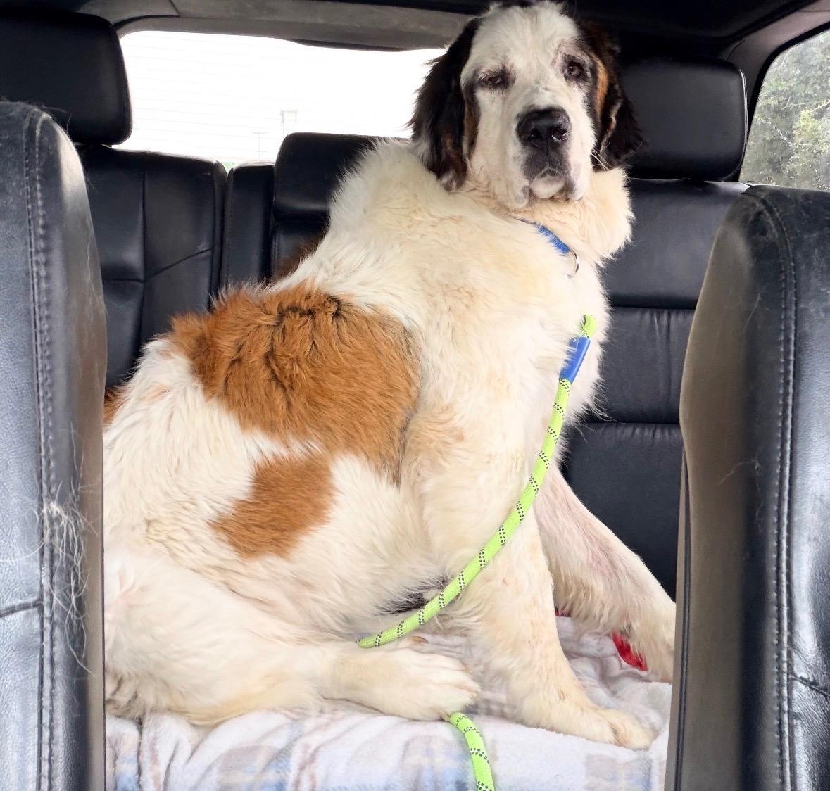 Enlarge Sophie, a Adoptable Saint Bernard in Magnolia, TX image 1/1
