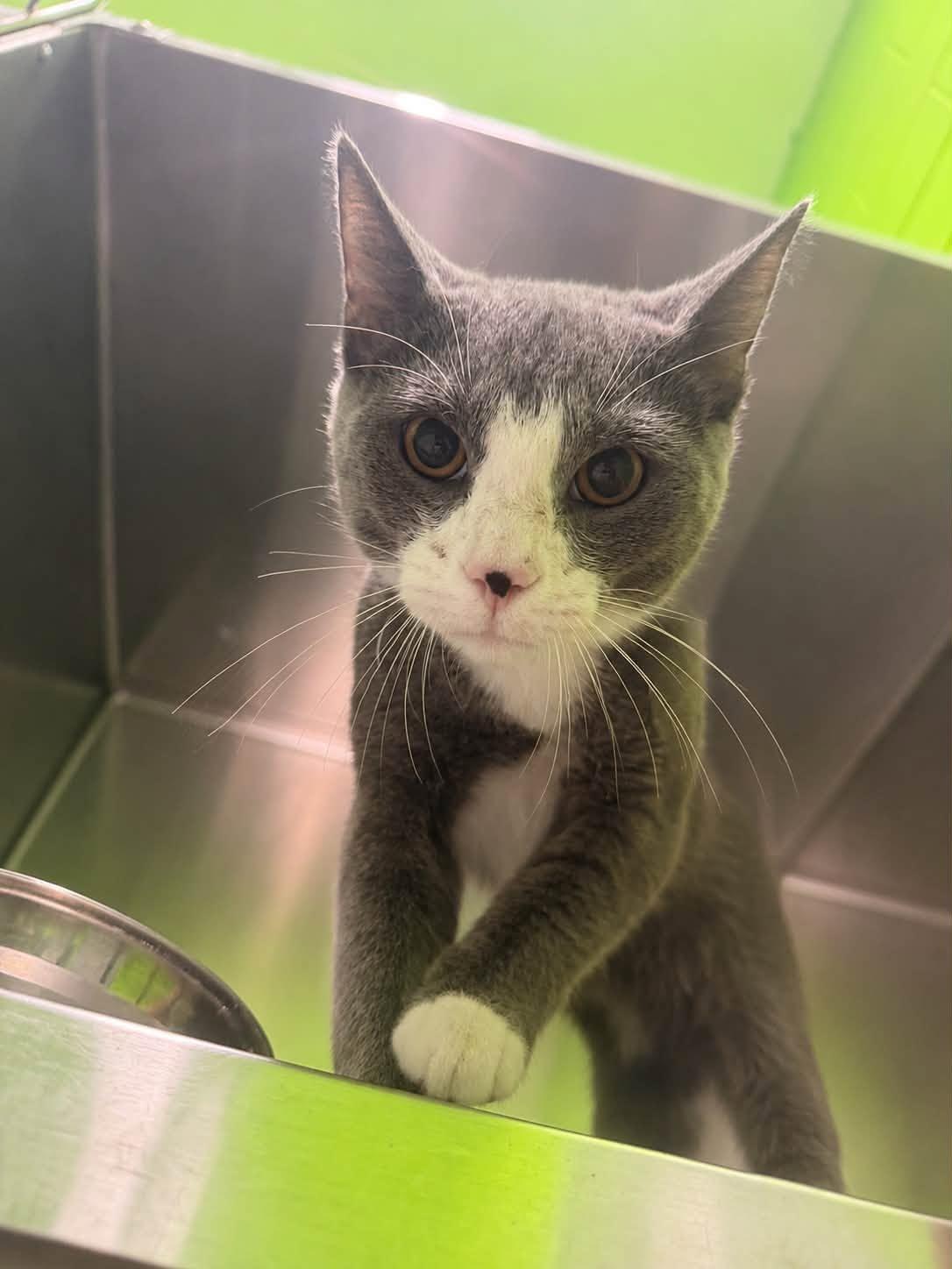 Carl, a ADOPTABLE mixed breed in Lincoln Park, MI image 1/2