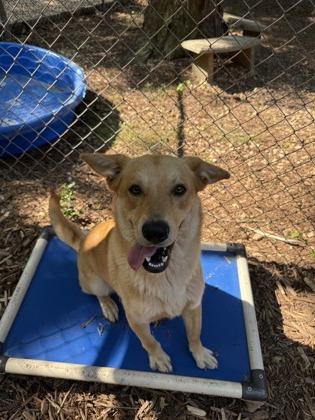Rex, a Adoptable mixed breed in Cumming, GA image 1/2