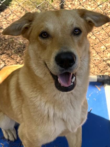 Rex, a Adoptable mixed breed in Cumming, GA image 2/2