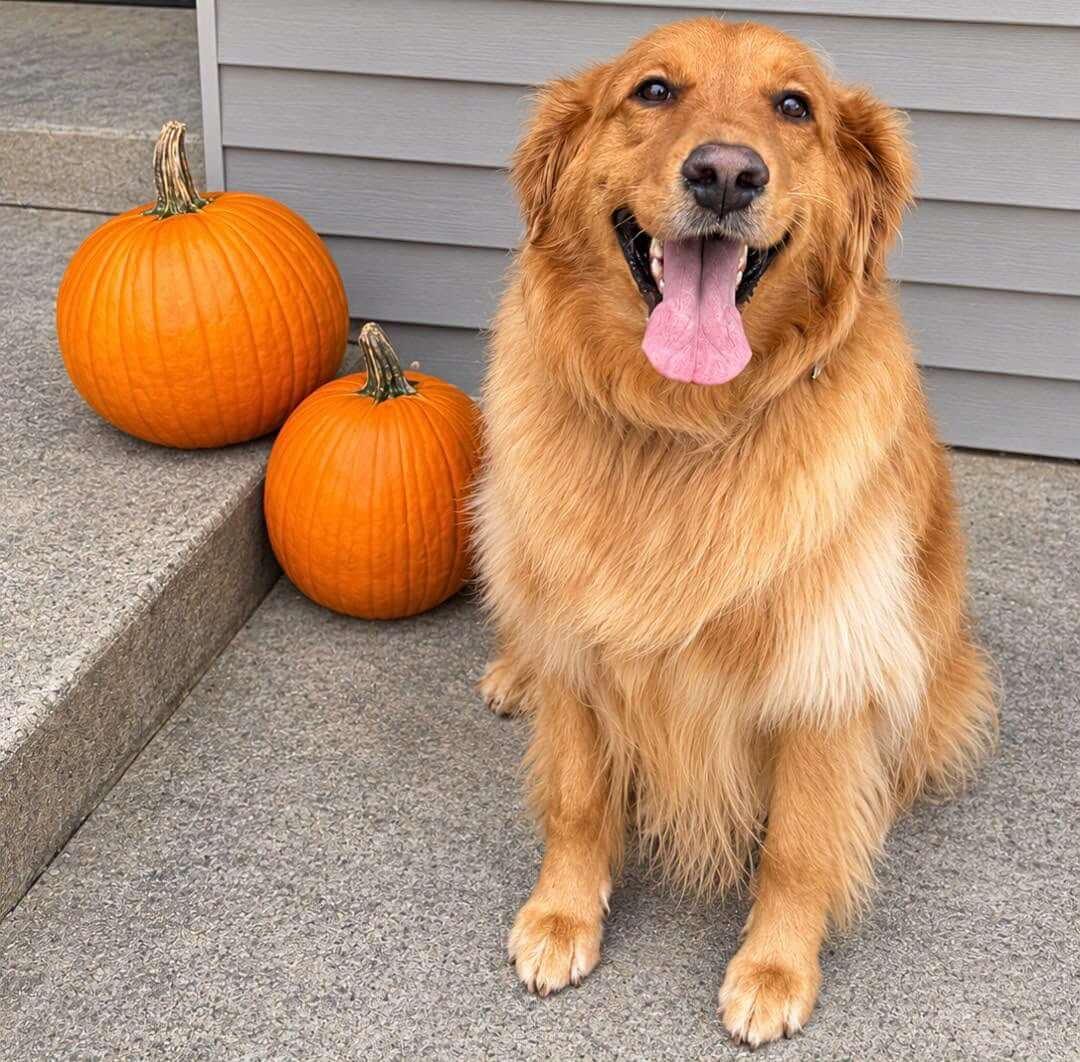 Enlarge Ava, a Adoptable Golden Retriever in Waterville, OH image 1/1