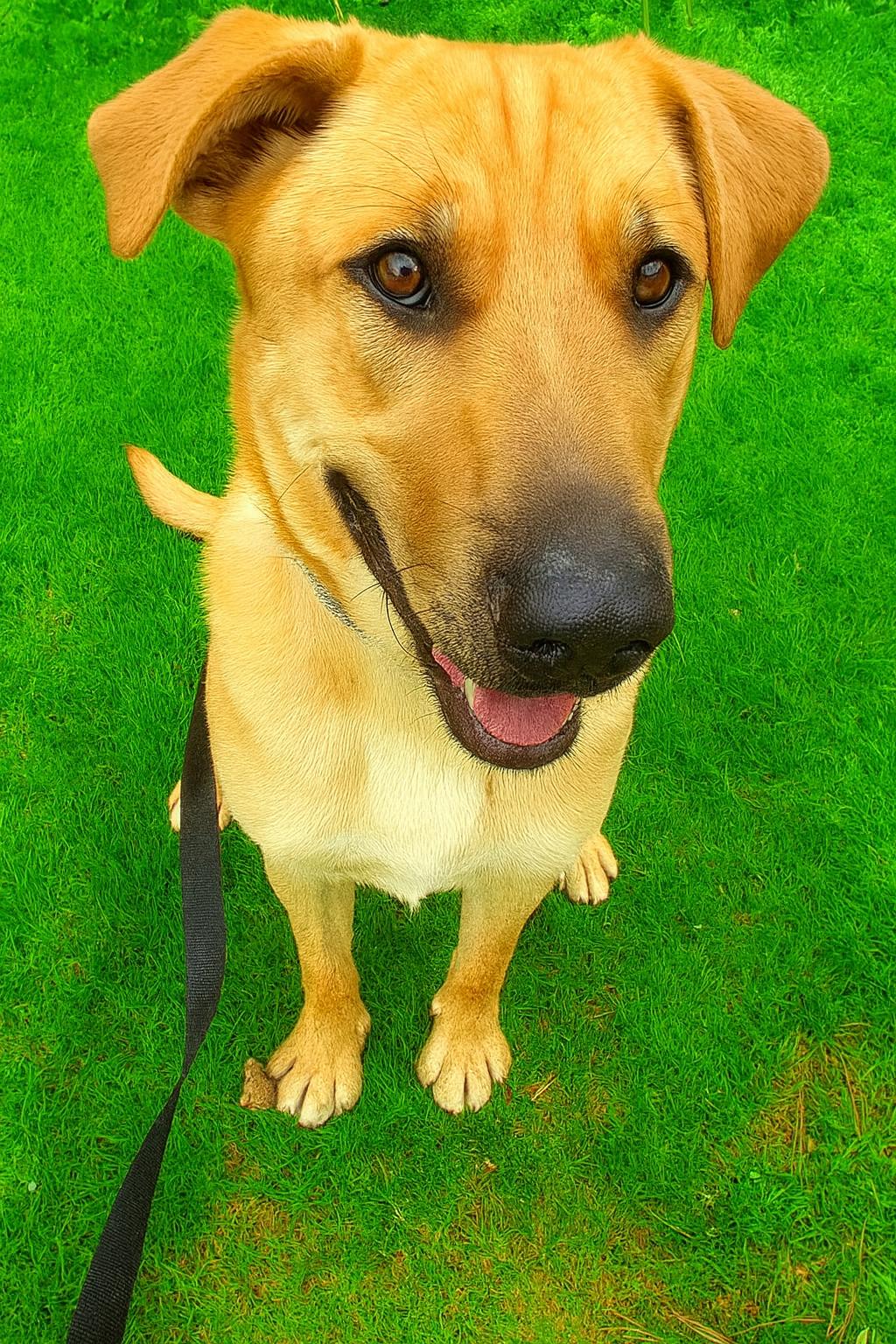 Enlarge Amir PENDING ADOPTION, an adoptable mixed breed in South Portland, ME image 2/6