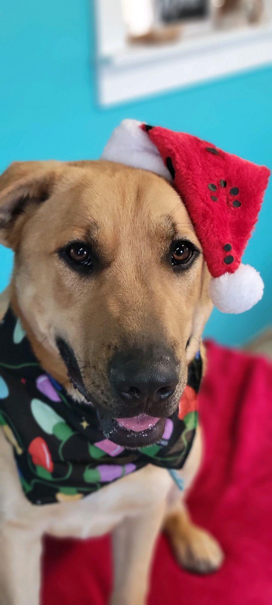 Enlarge Amir PENDING ADOPTION, a Adoptable mixed breed in South Portland, ME image 2/6