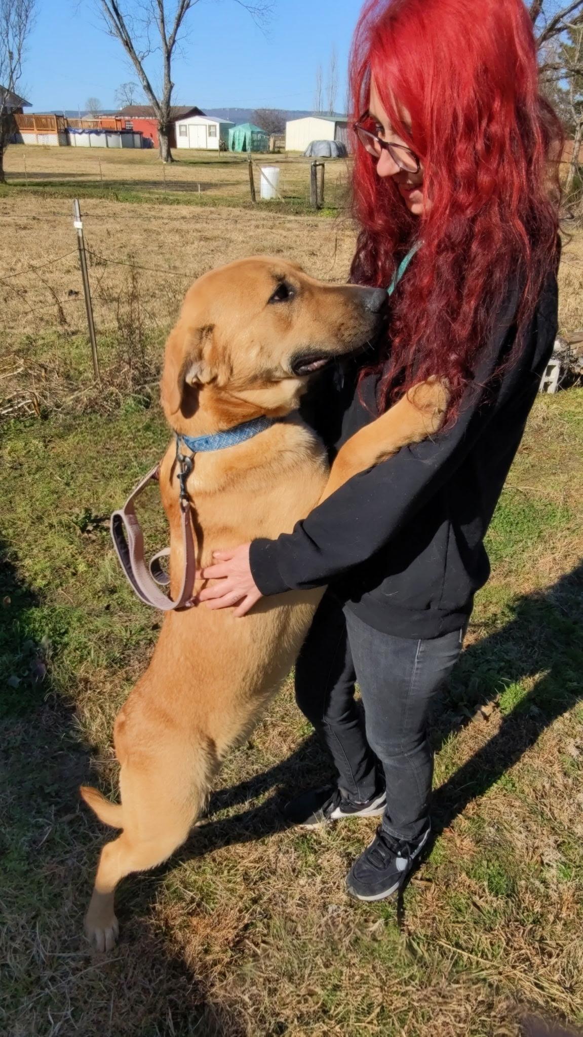 Enlarge Amir PENDING ADOPTION, a Adoptable mixed breed in South Portland, ME image 5/6