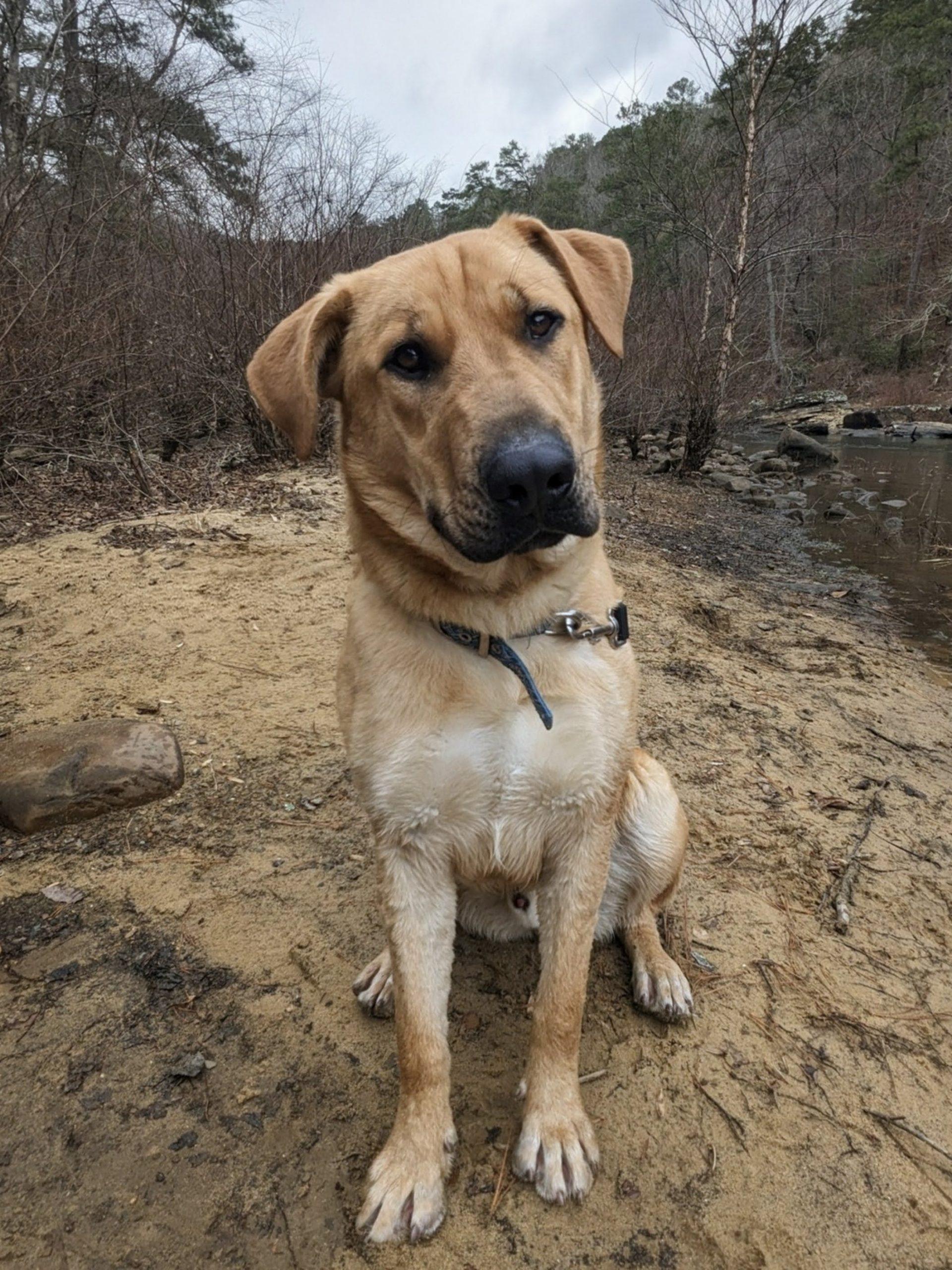 Enlarge Amir PENDING ADOPTION, an adoptable mixed breed in South Portland, ME image 1/6