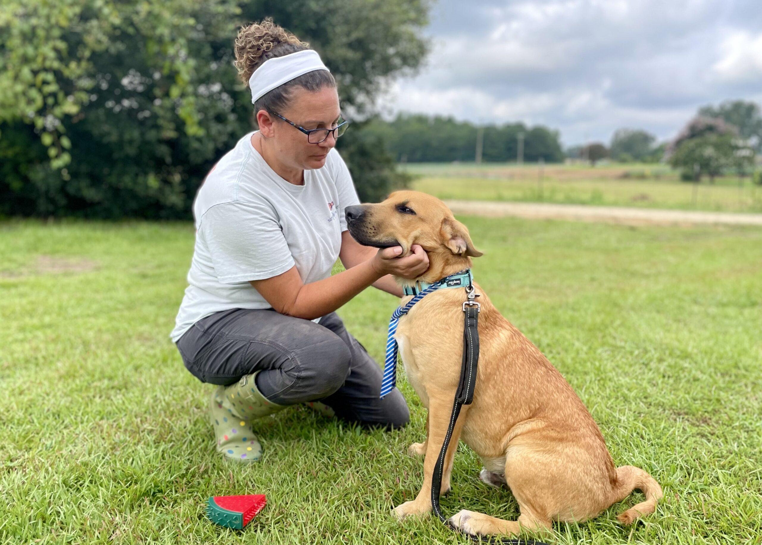 Amir, Adoptable, Young Male Retriever.