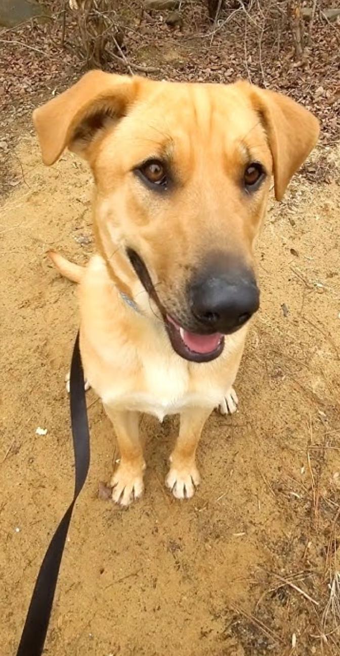 Enlarge Amir PENDING ADOPTION, a Adoptable mixed breed in South Portland, ME image 1/6