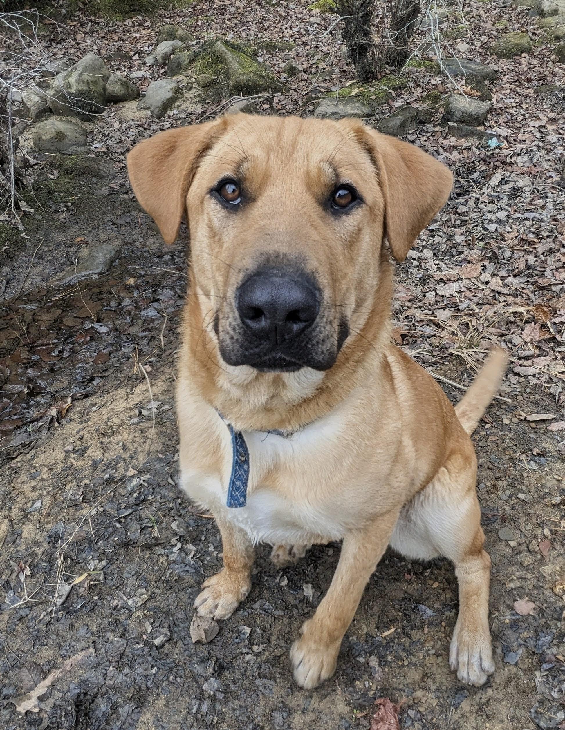 Enlarge Amir PENDING ADOPTION, an adoptable mixed breed in South Portland, ME image 3/6