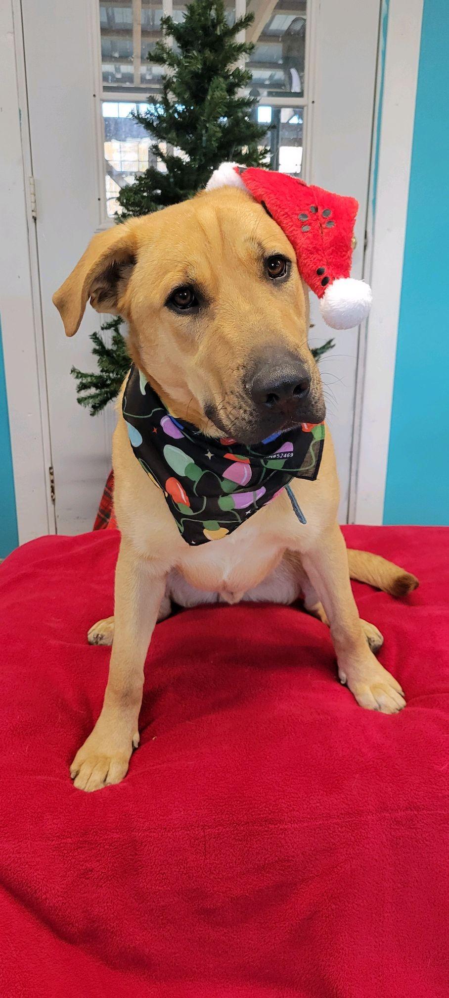 Enlarge Amir PENDING ADOPTION, a Adoptable mixed breed in South Portland, ME image 6/6