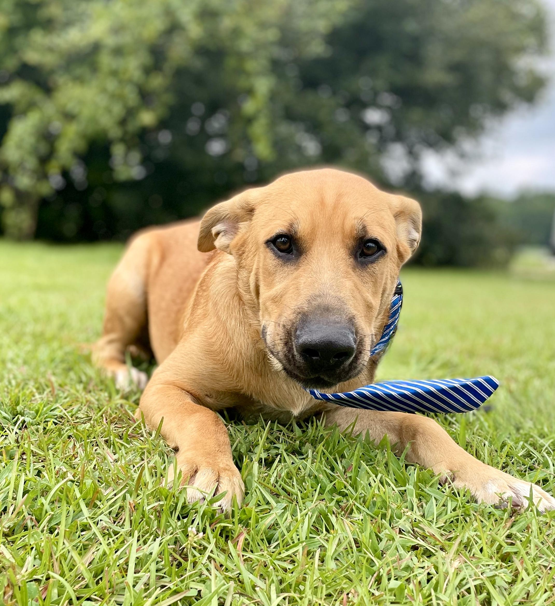 Enlarge Amir, a Adoptable mixed breed in South Portland, ME image 2/3