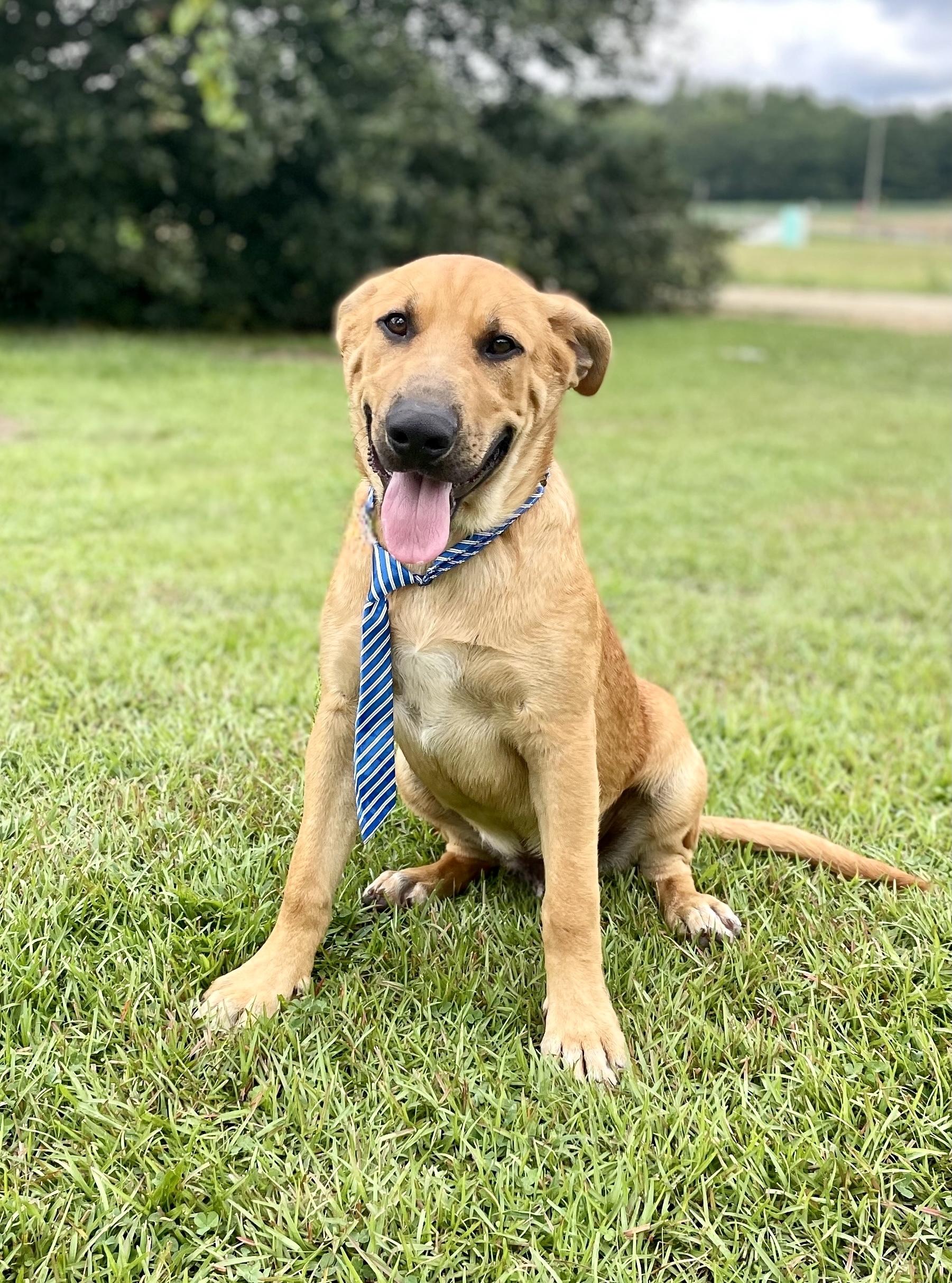 Enlarge Amir, a Adoptable mixed breed in South Portland, ME image 3/3