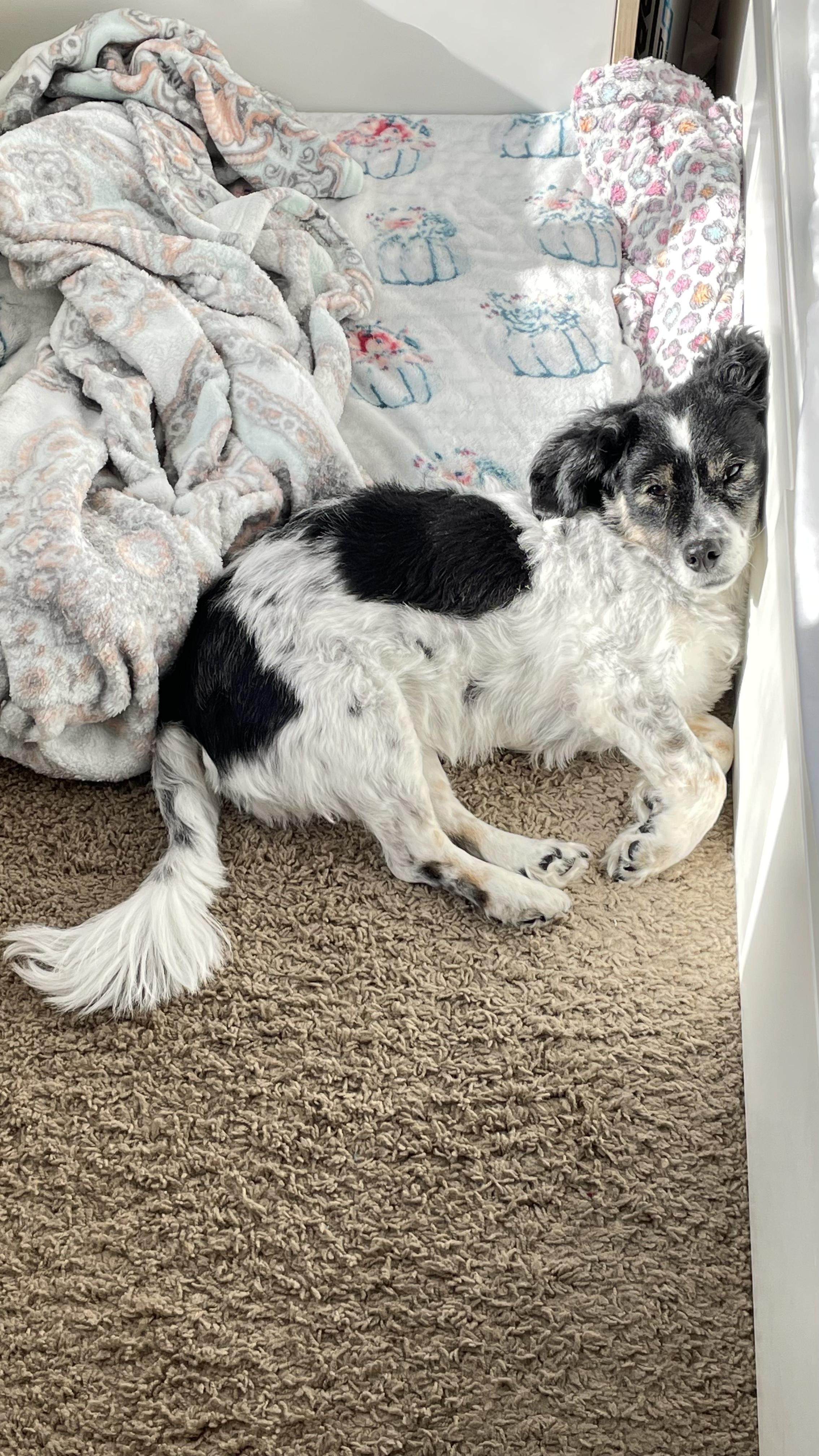 Boba, a Adopted mixed breed in Las Vegas, NV image 1/5