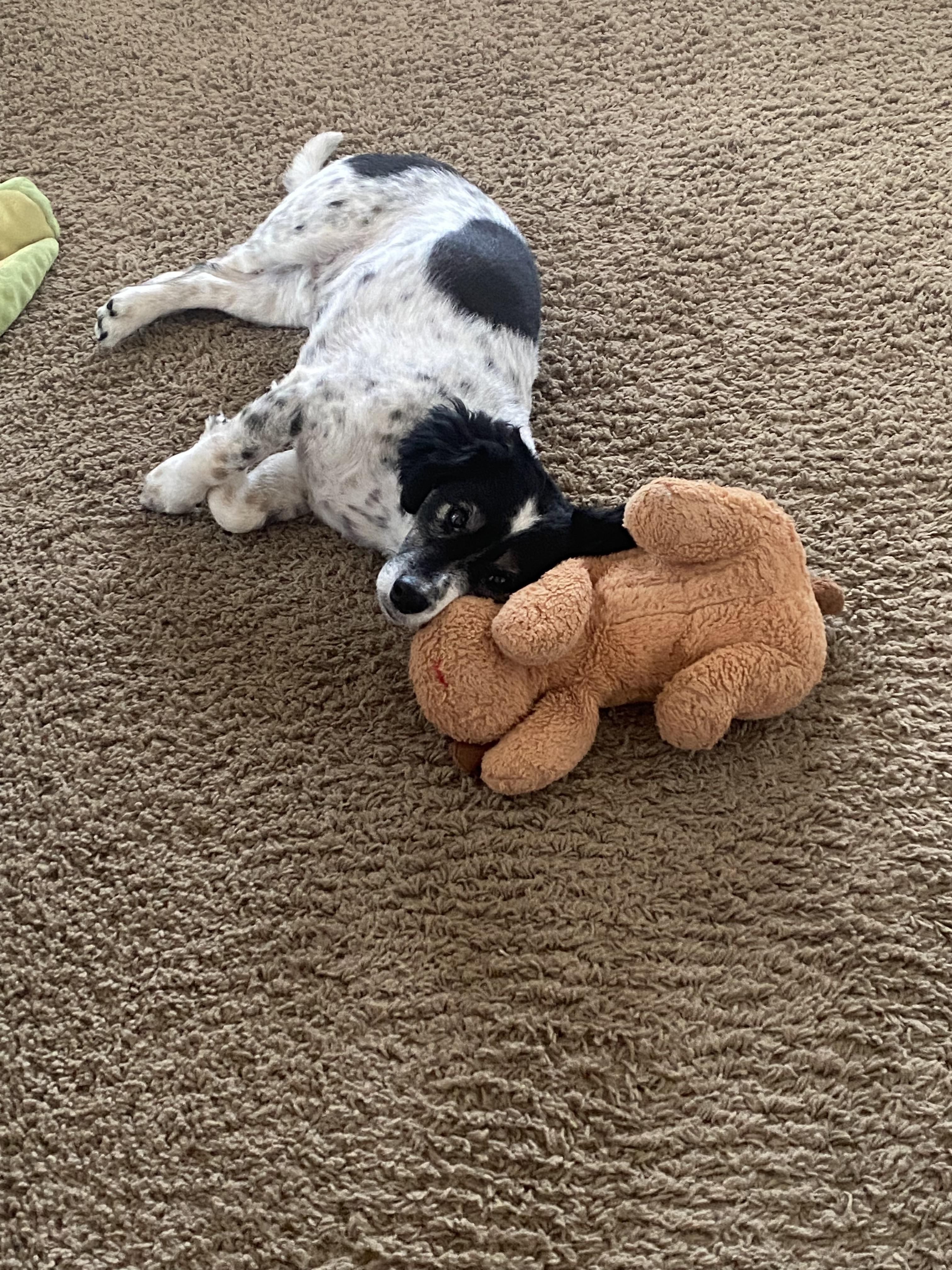 Boba, a Adopted mixed breed in Las Vegas, NV image 2/5