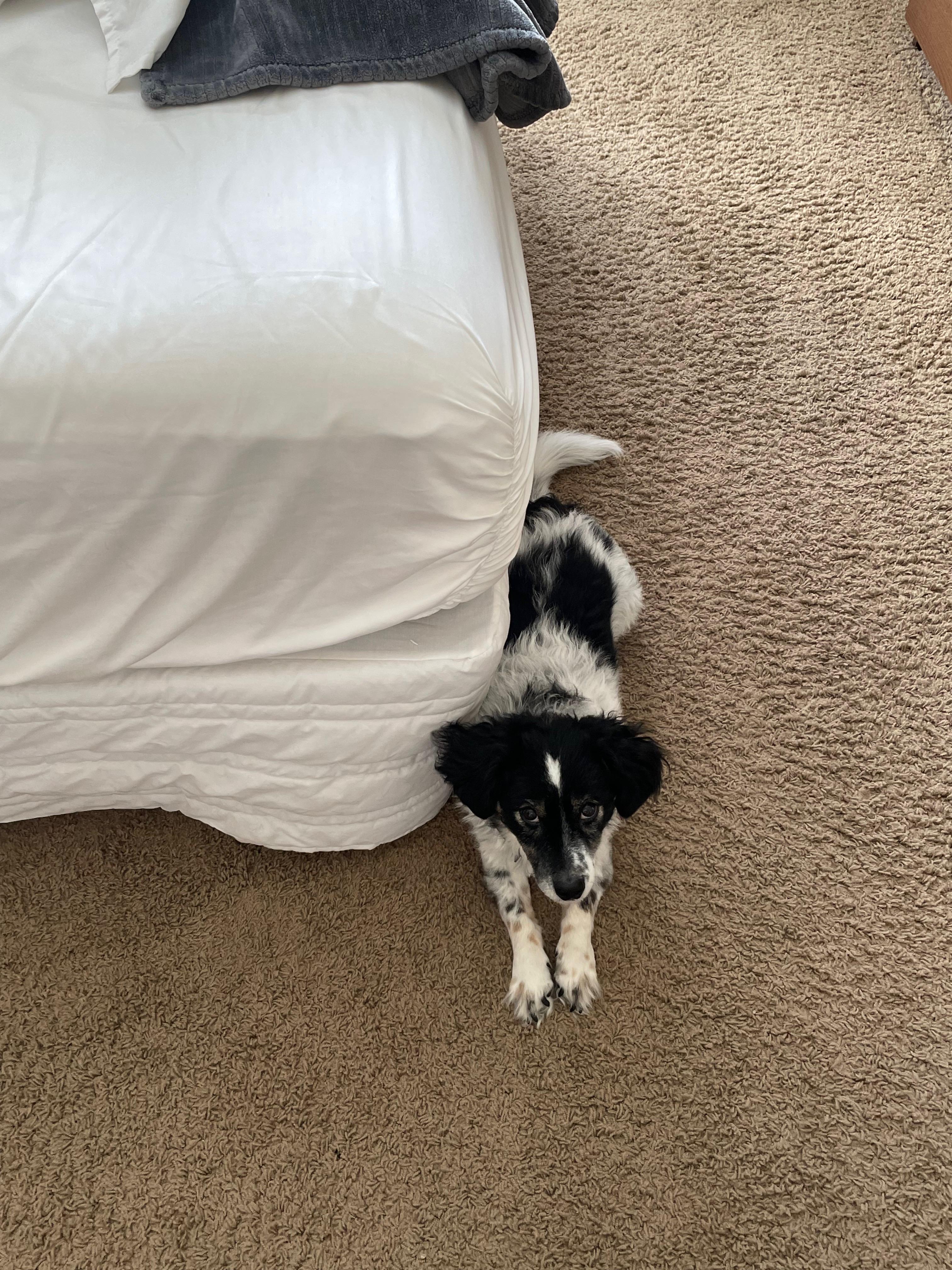 Boba, a Adopted mixed breed in Las Vegas, NV image 3/5