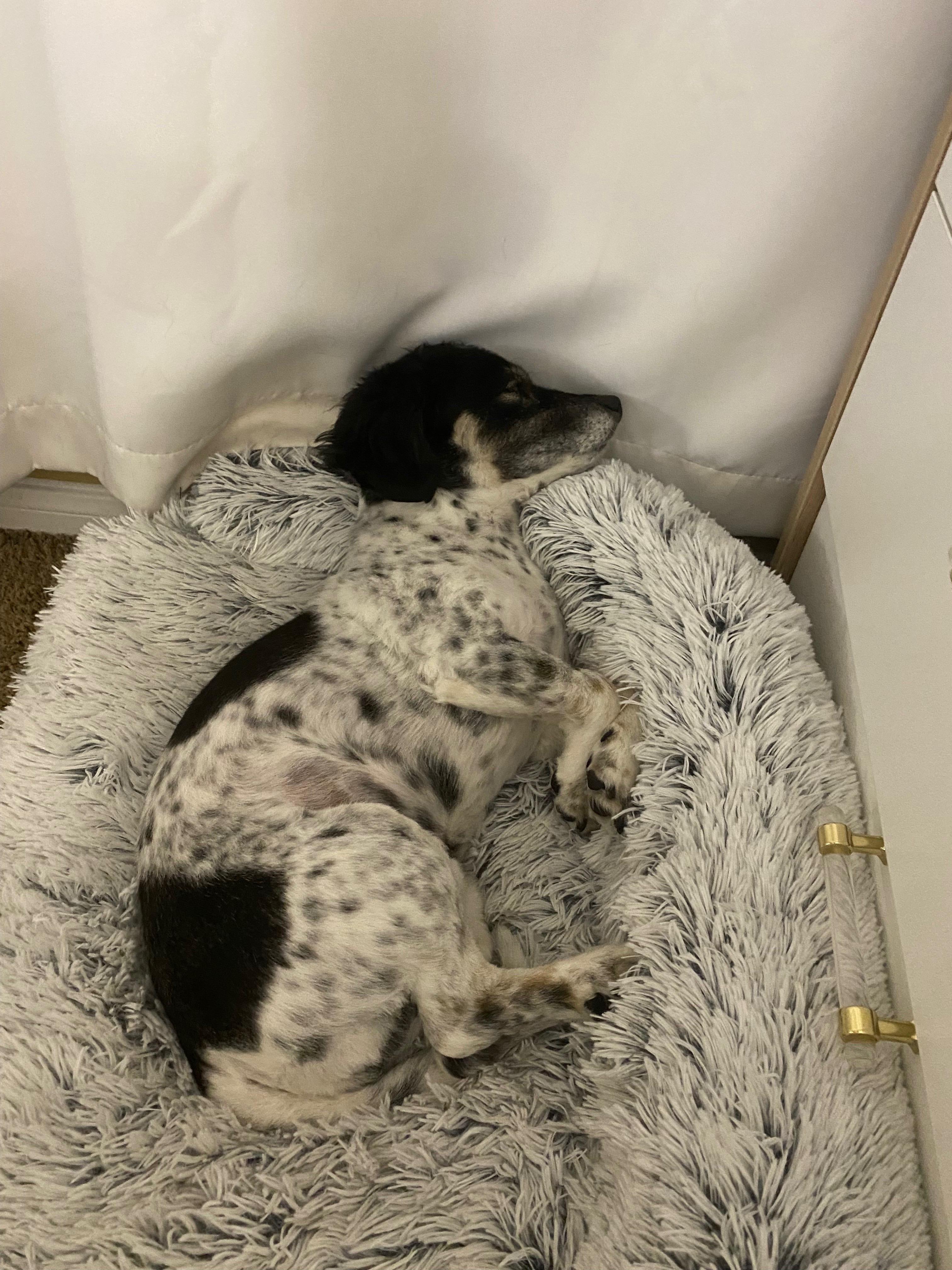 Boba, a Adopted mixed breed in Las Vegas, NV image 4/5