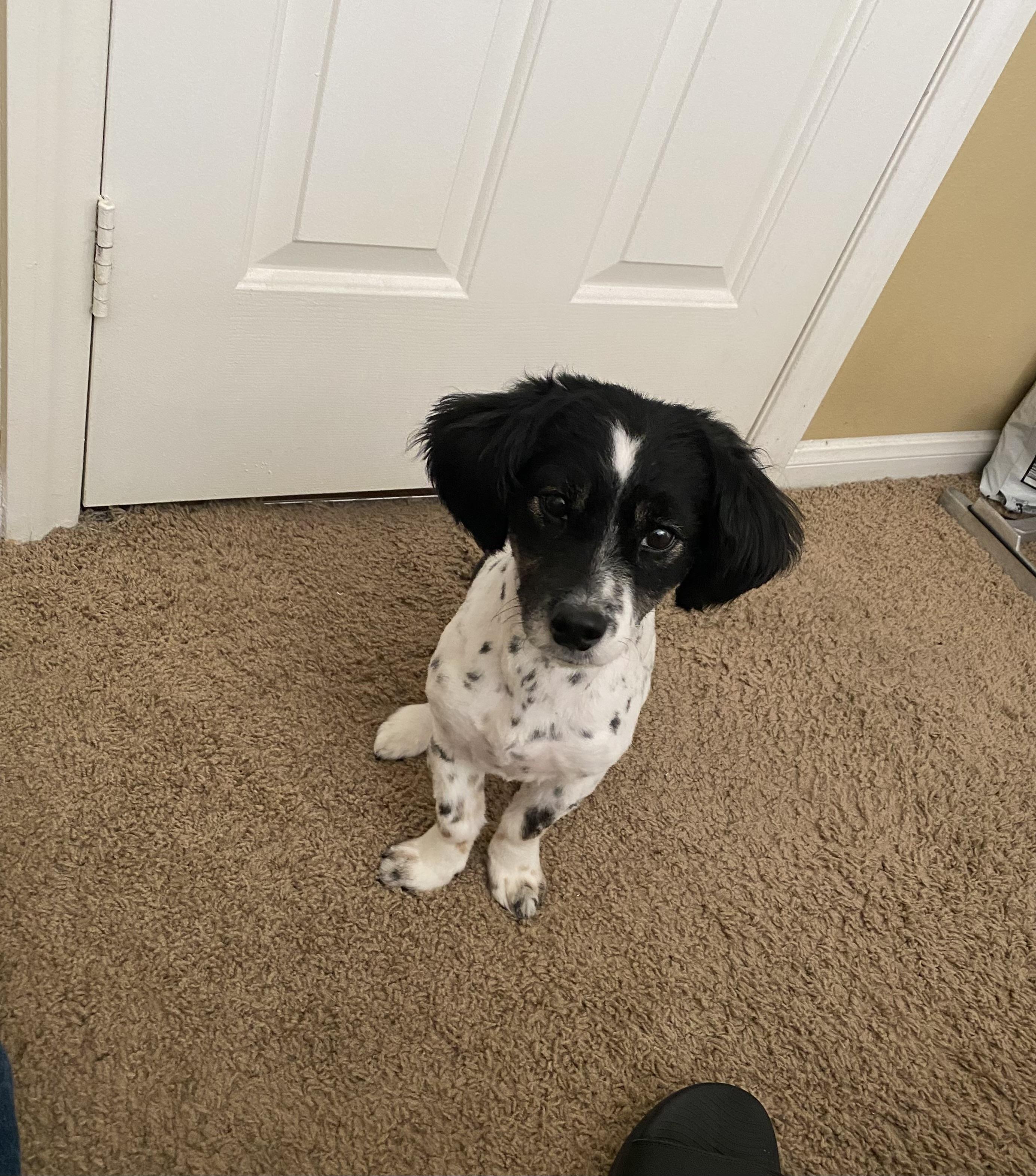 Boba, a Adopted mixed breed in Las Vegas, NV image 5/5