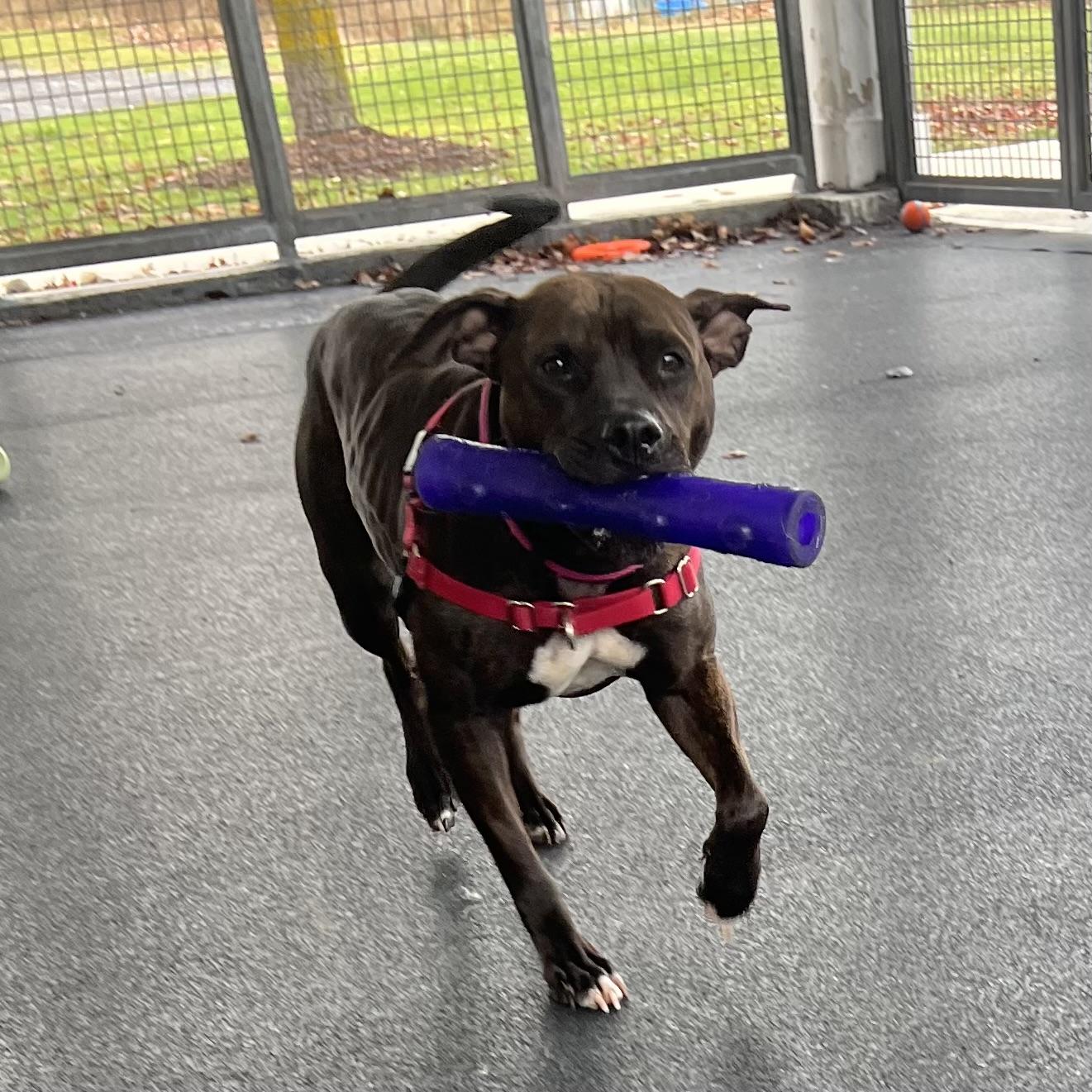 Dolce, a Adoptable mixed breed image 1/4