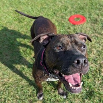 Dolce, Adoptable, Adult Female Mixed Breed.