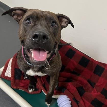 Dolce, a Adoptable mixed breed image 3/4