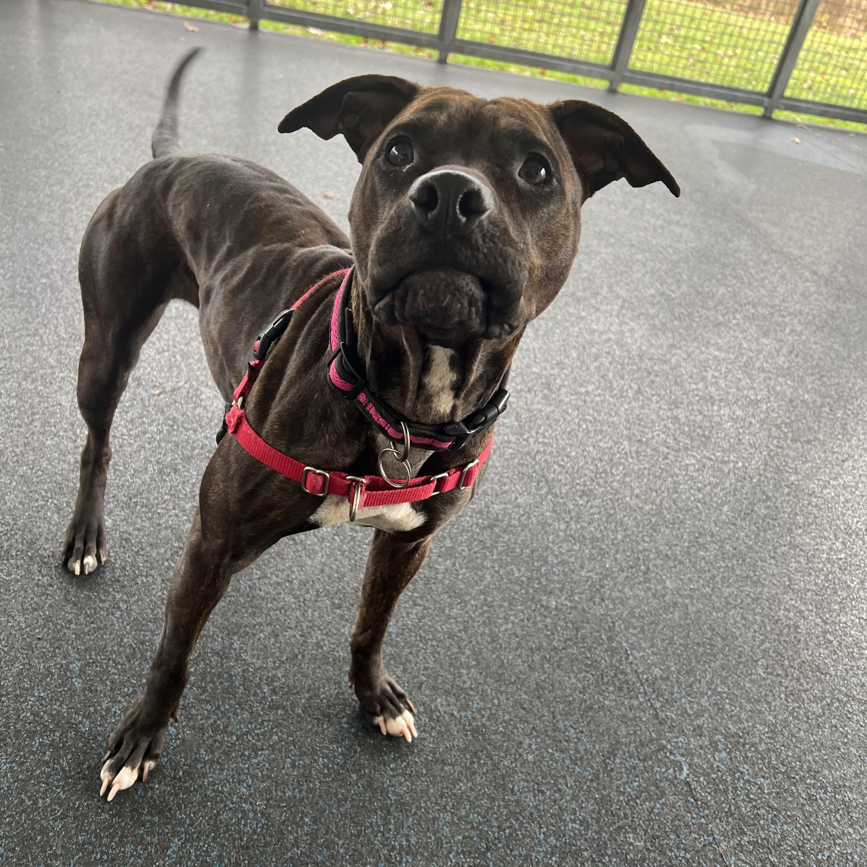 Dolce, a Adoptable mixed breed image 4/4