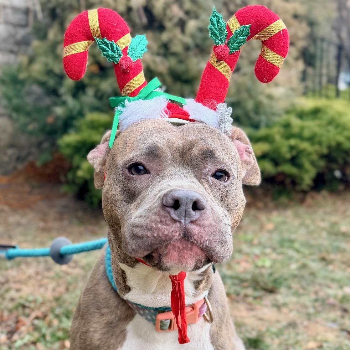 Sage, Adoptable, Adult Female Pit Bull Terrier.